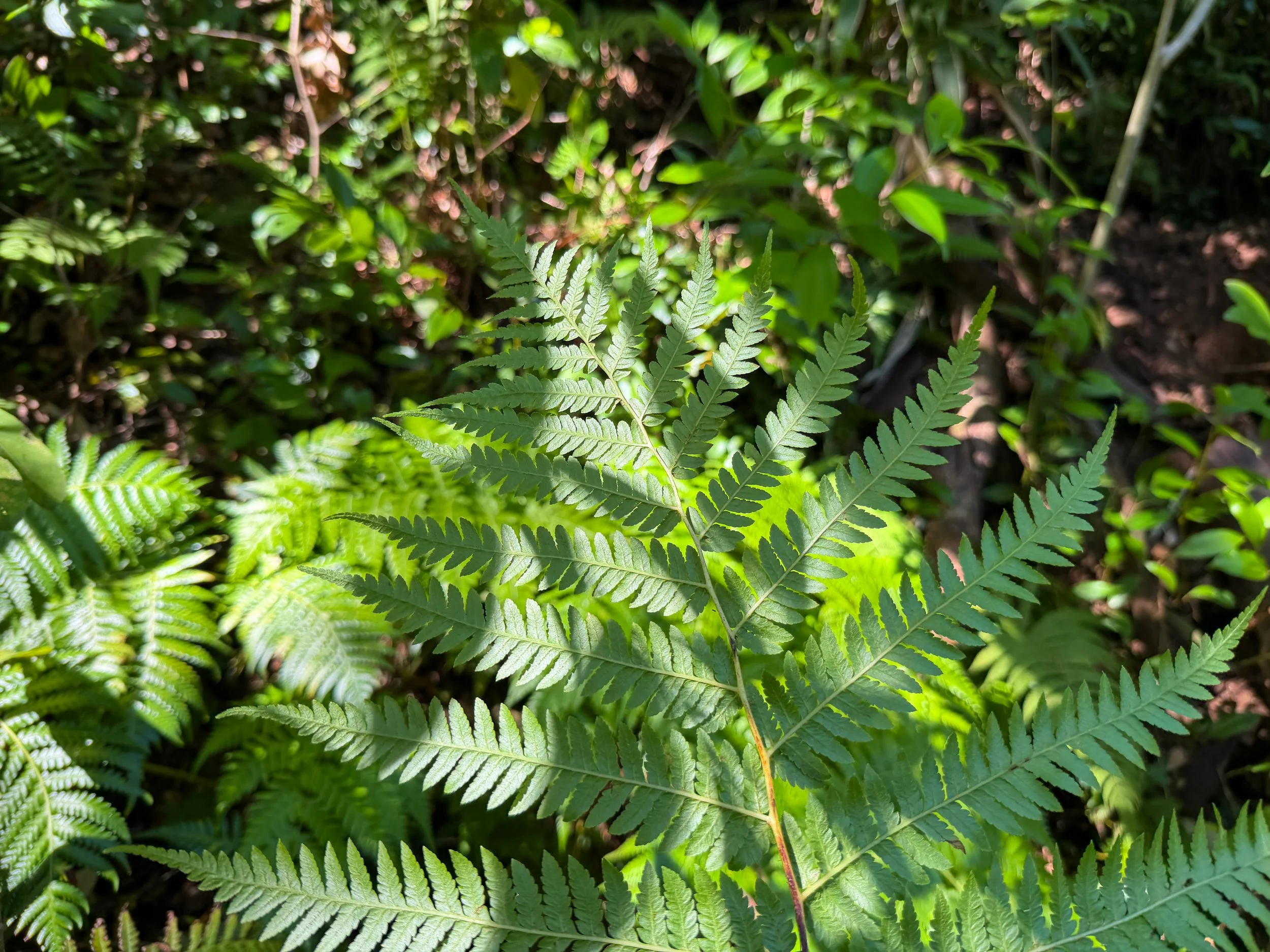 Hapuu Cibotium glaucum