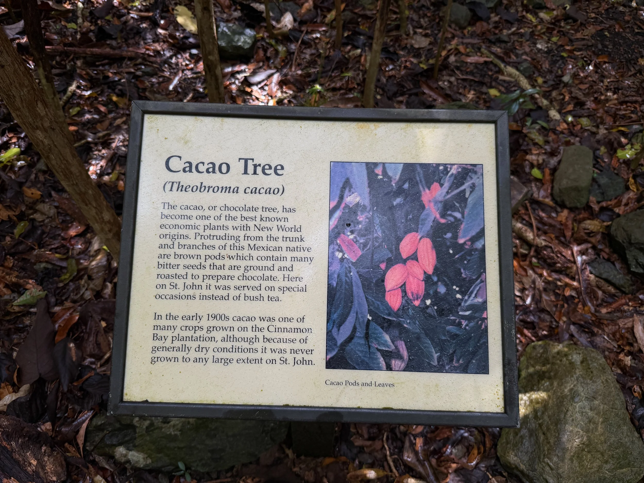 Cacao Tree Cinnamon Bay Loop Trail Virgin Islands National Park