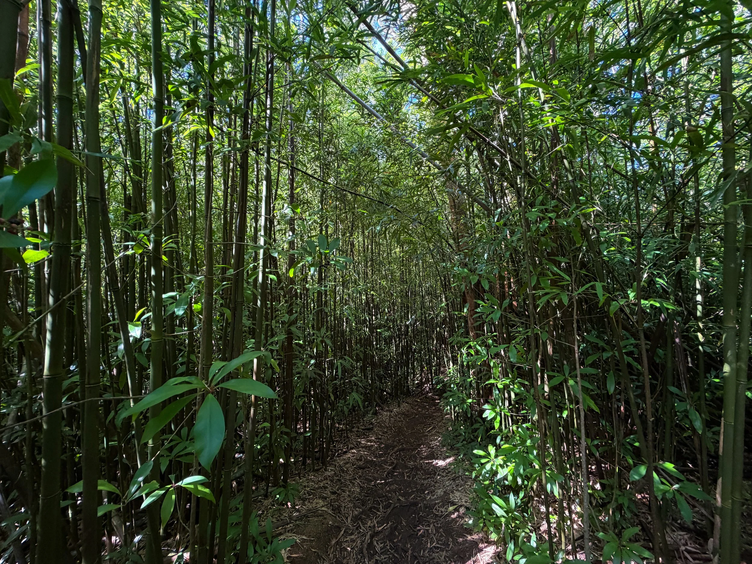 Aihualama Trail Oahu Hawaii