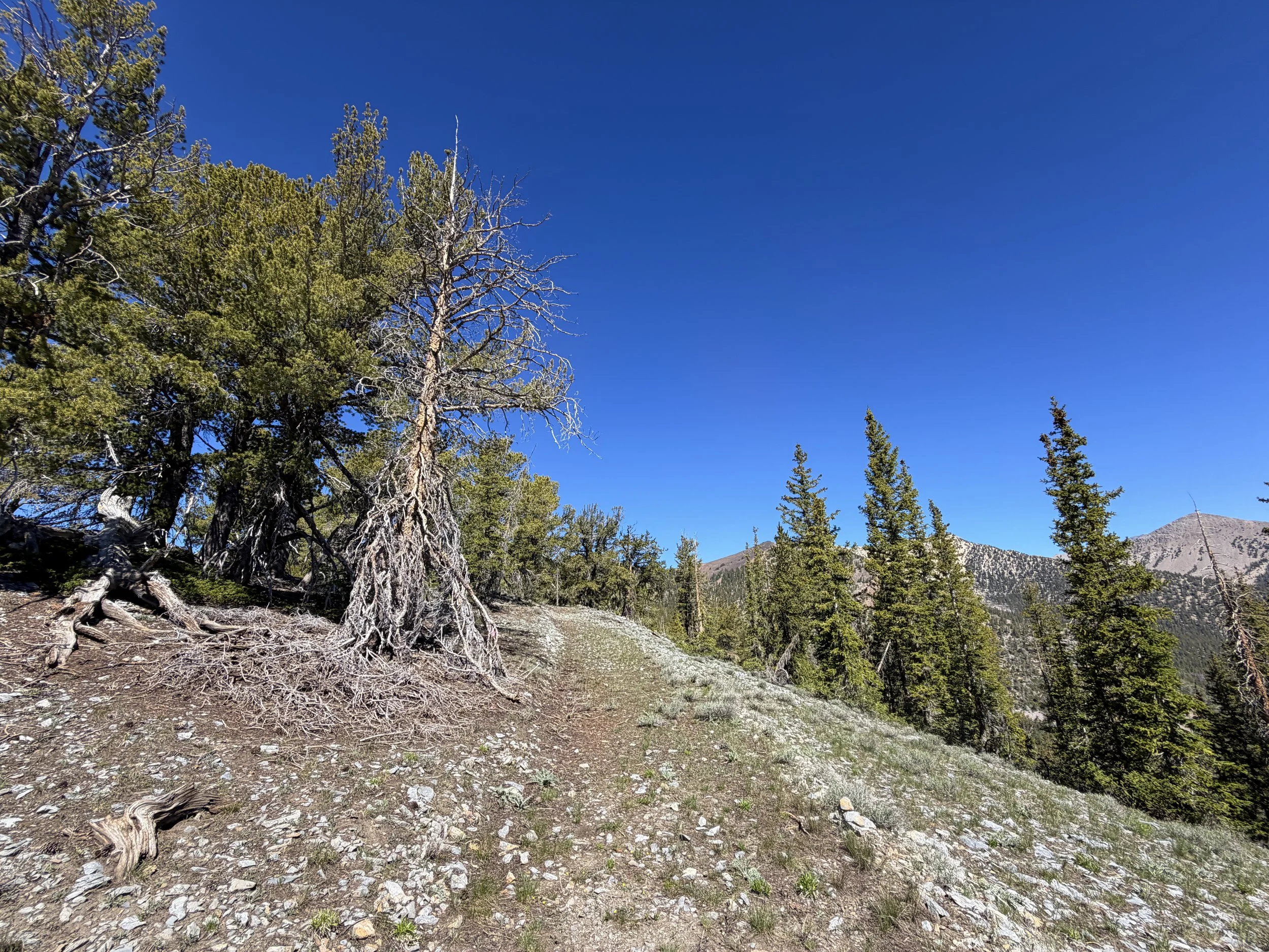 Snake Divide Trail to Mt. Washington Great Basin National Park Nevada
