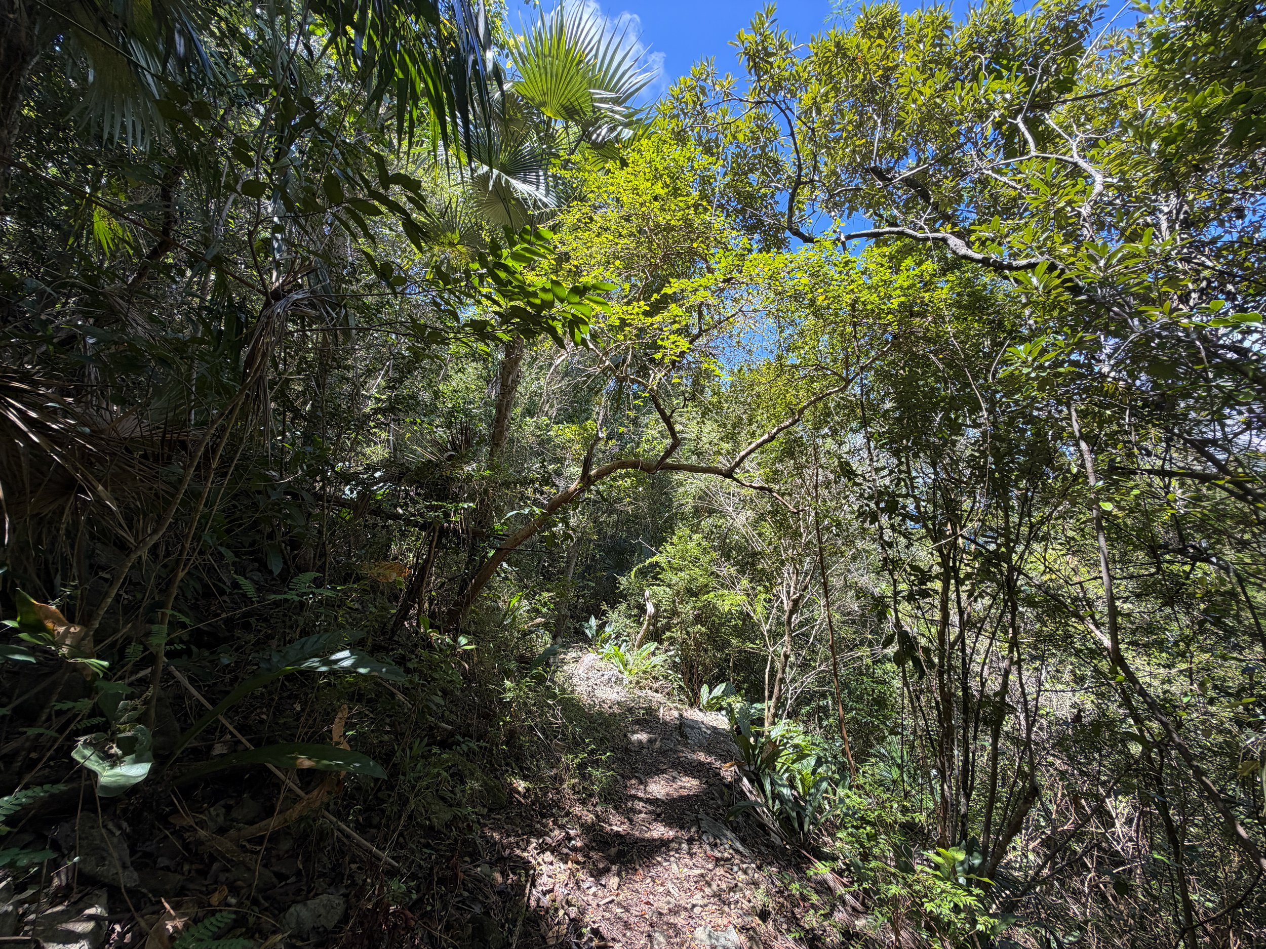 Caneel Hill Trail Virgin Islands National Park