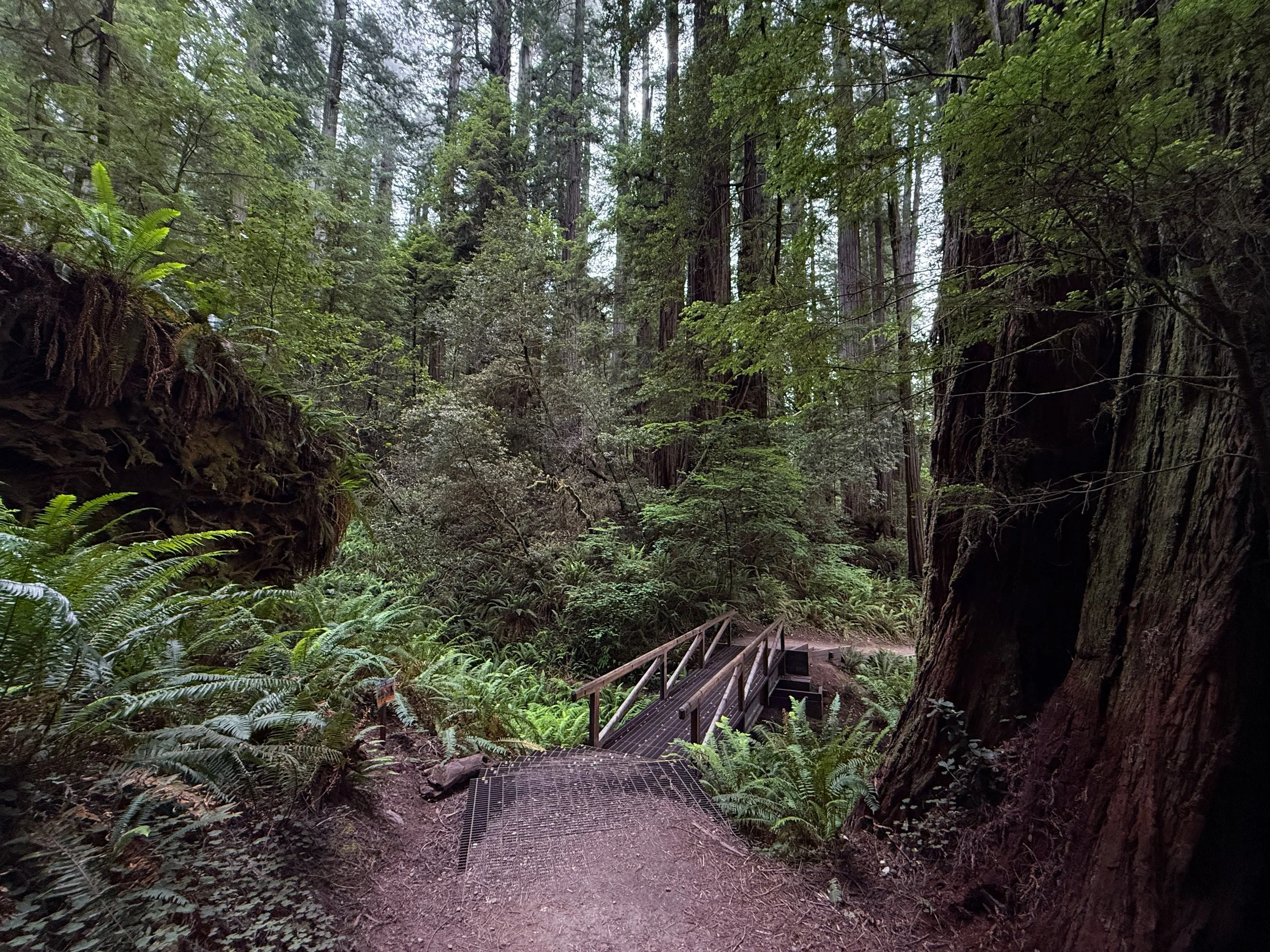 Grove of the Titans Trail Jedediah Smith Redwoods State Park California