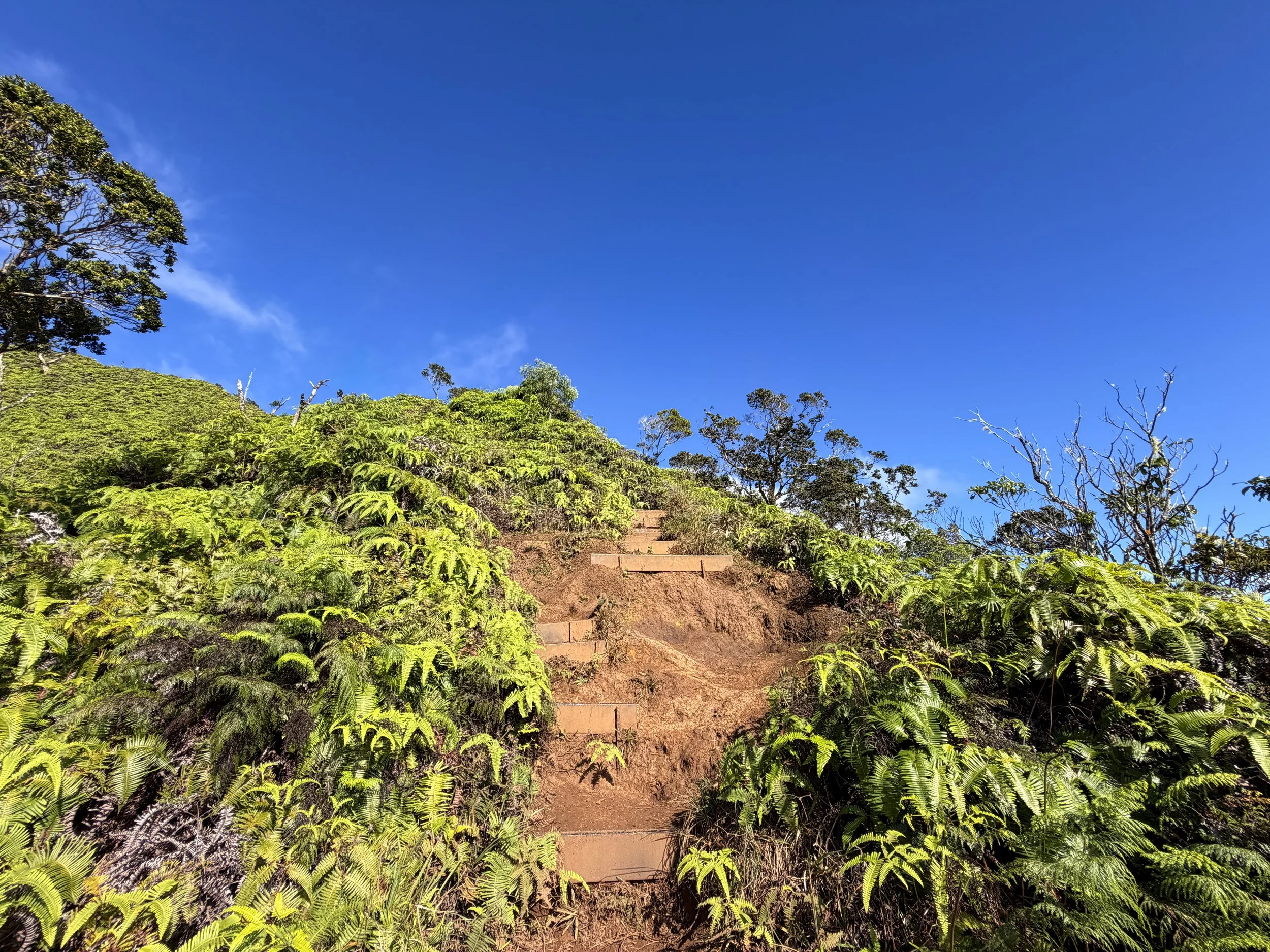 Wiliwilinui Ridge Hike Oahu Hawaii