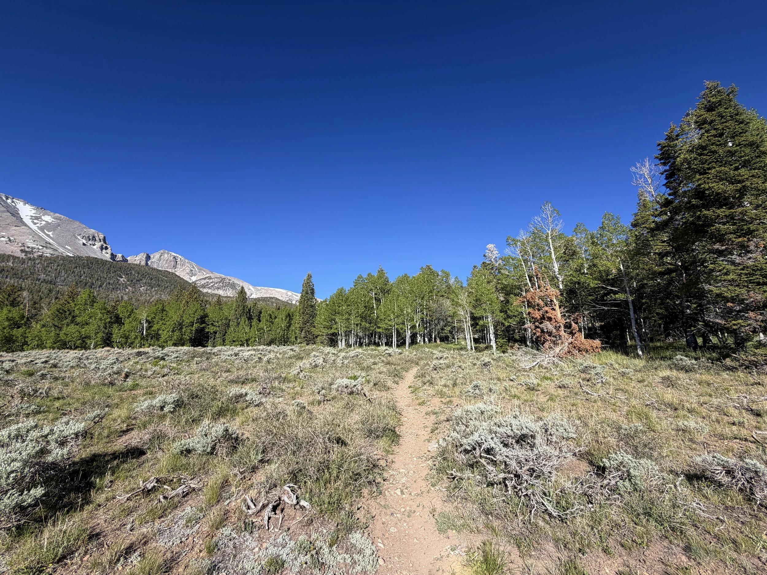 Lehman Creek Trail Great Basin National Park Nevada