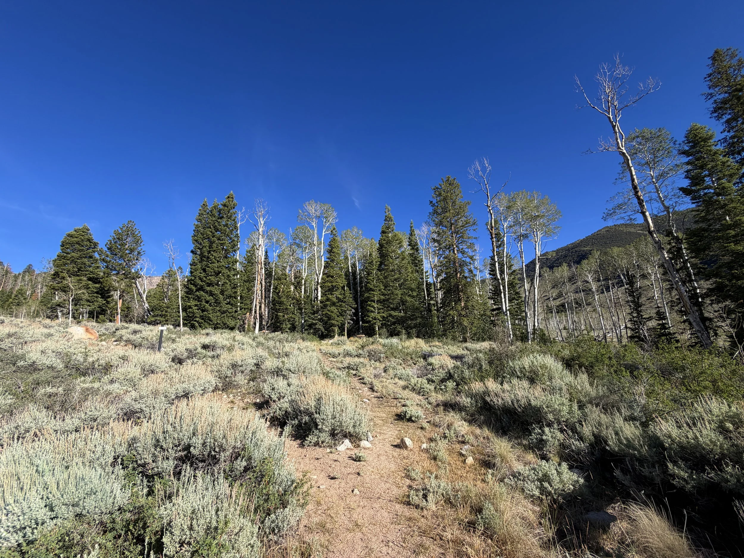 Johnson Lake Trail Great Basin National Park Nevada