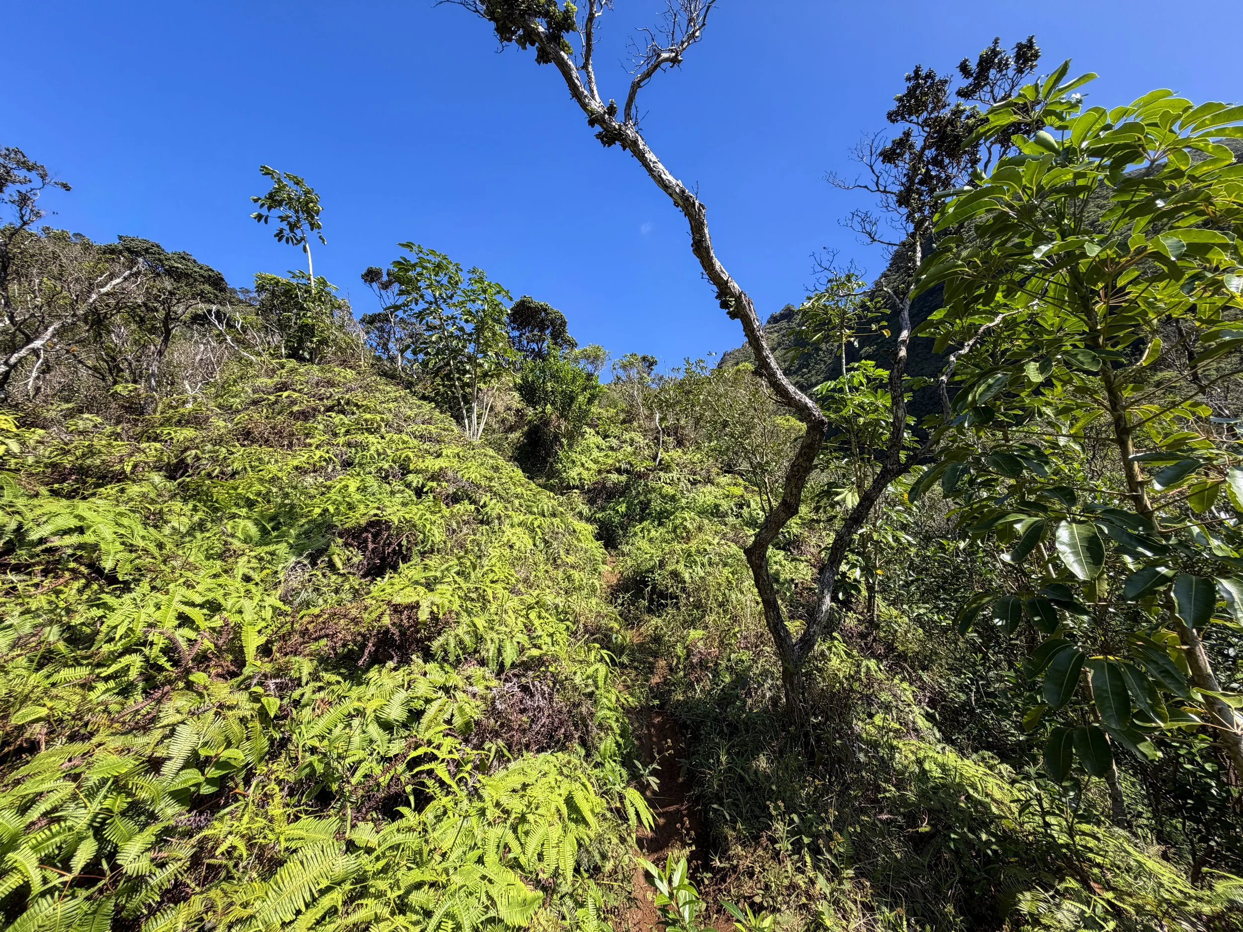 Kulanaahane Ridge Trail Oahu Hawaii