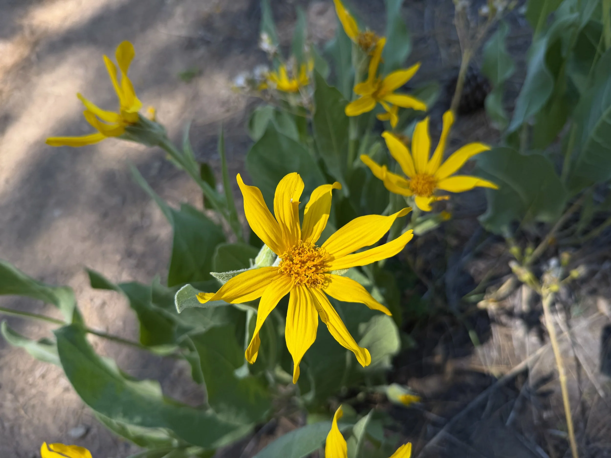 Woolly Mule Ears Wyethia mollis