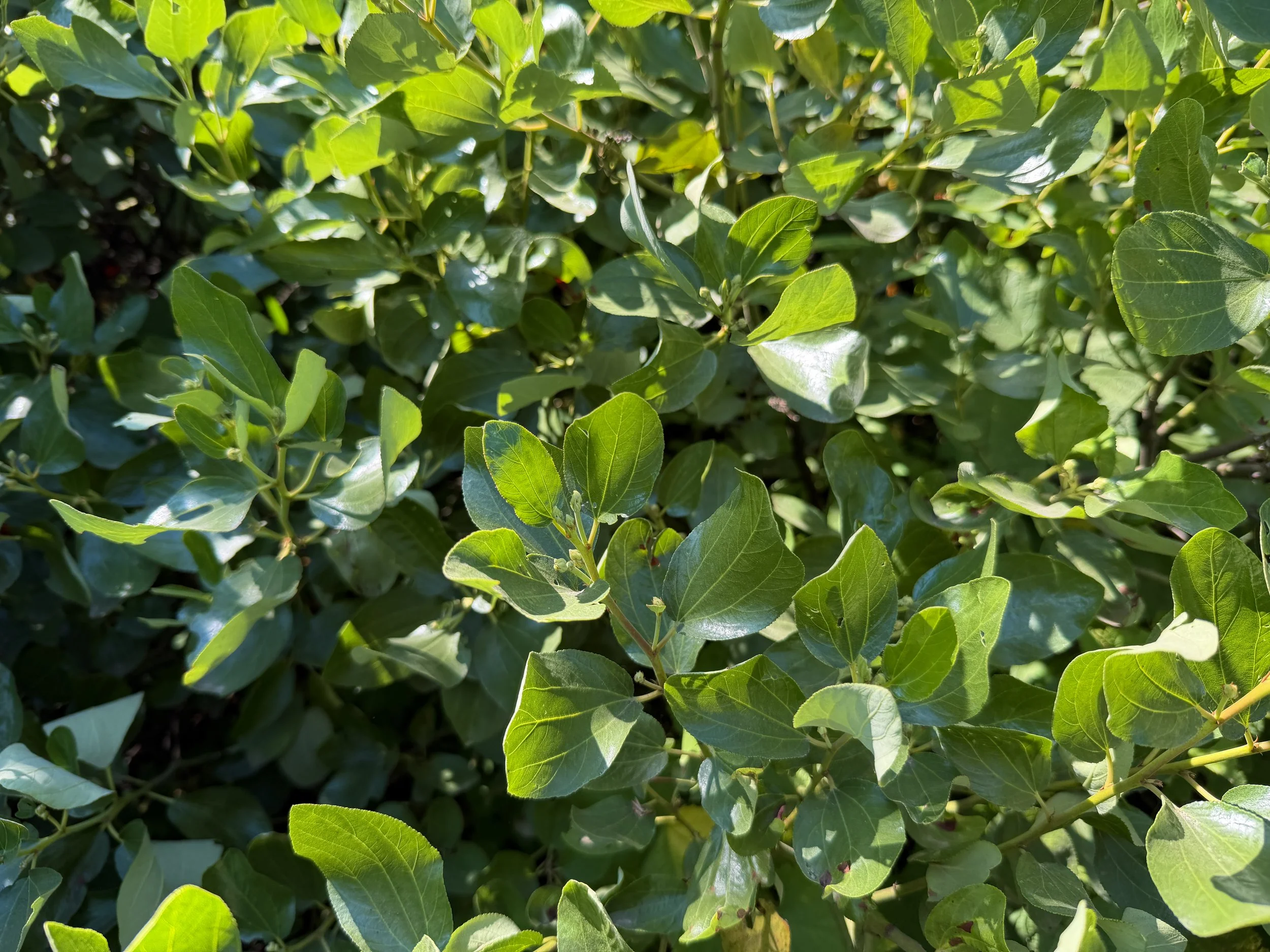 Snowbrush Ceanothus velutinus
