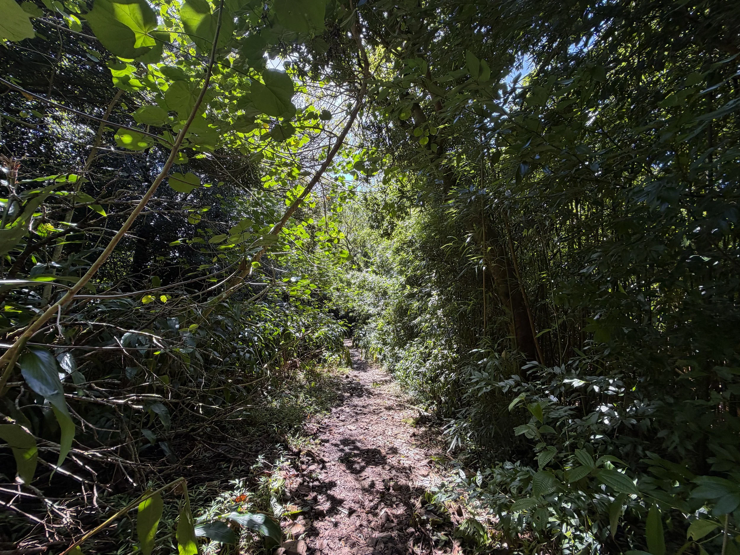 Lulumahu Falls Trail Oahu Hawaii