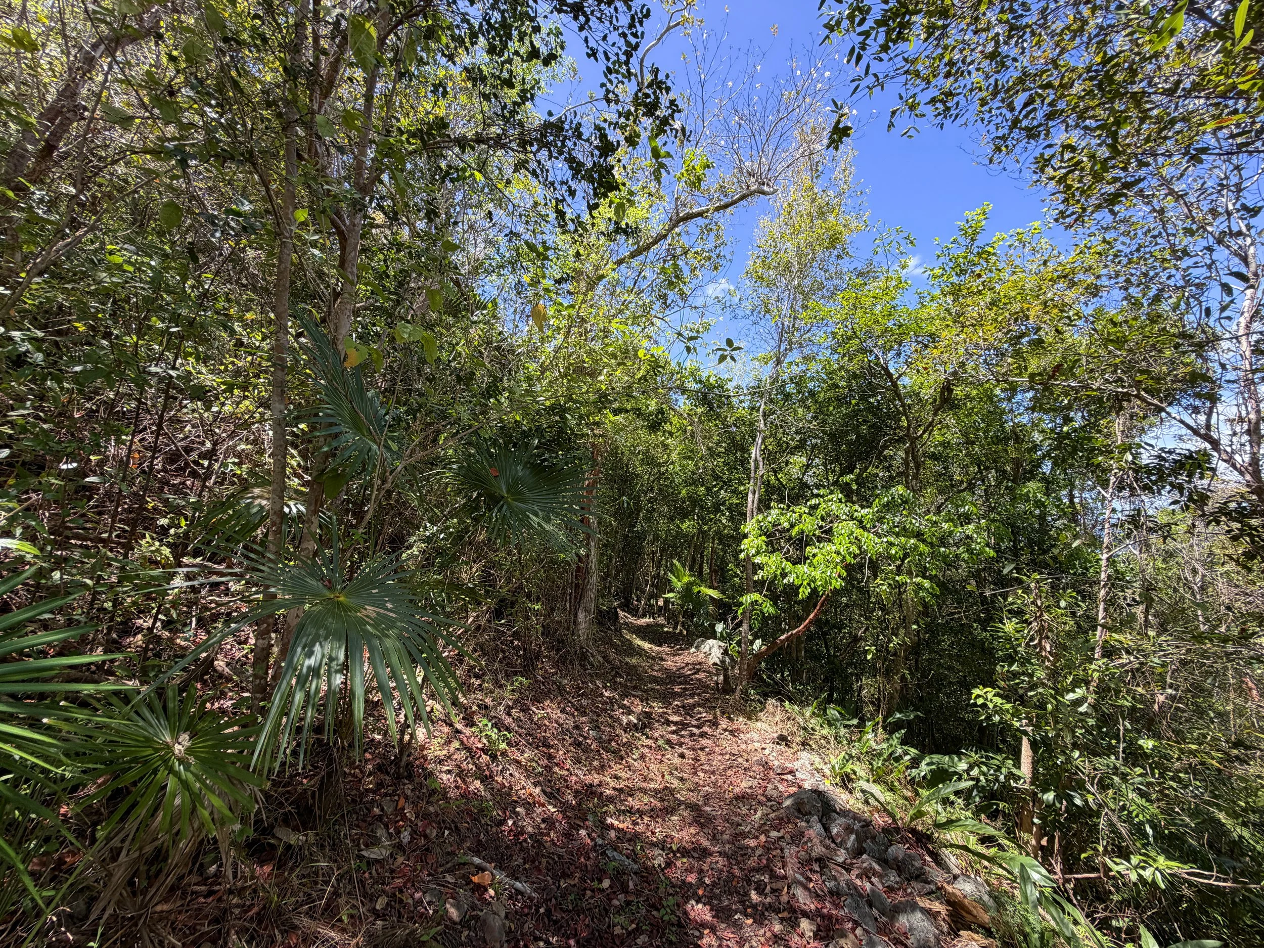 Caneel Hill Trail Virgin Islands National Park