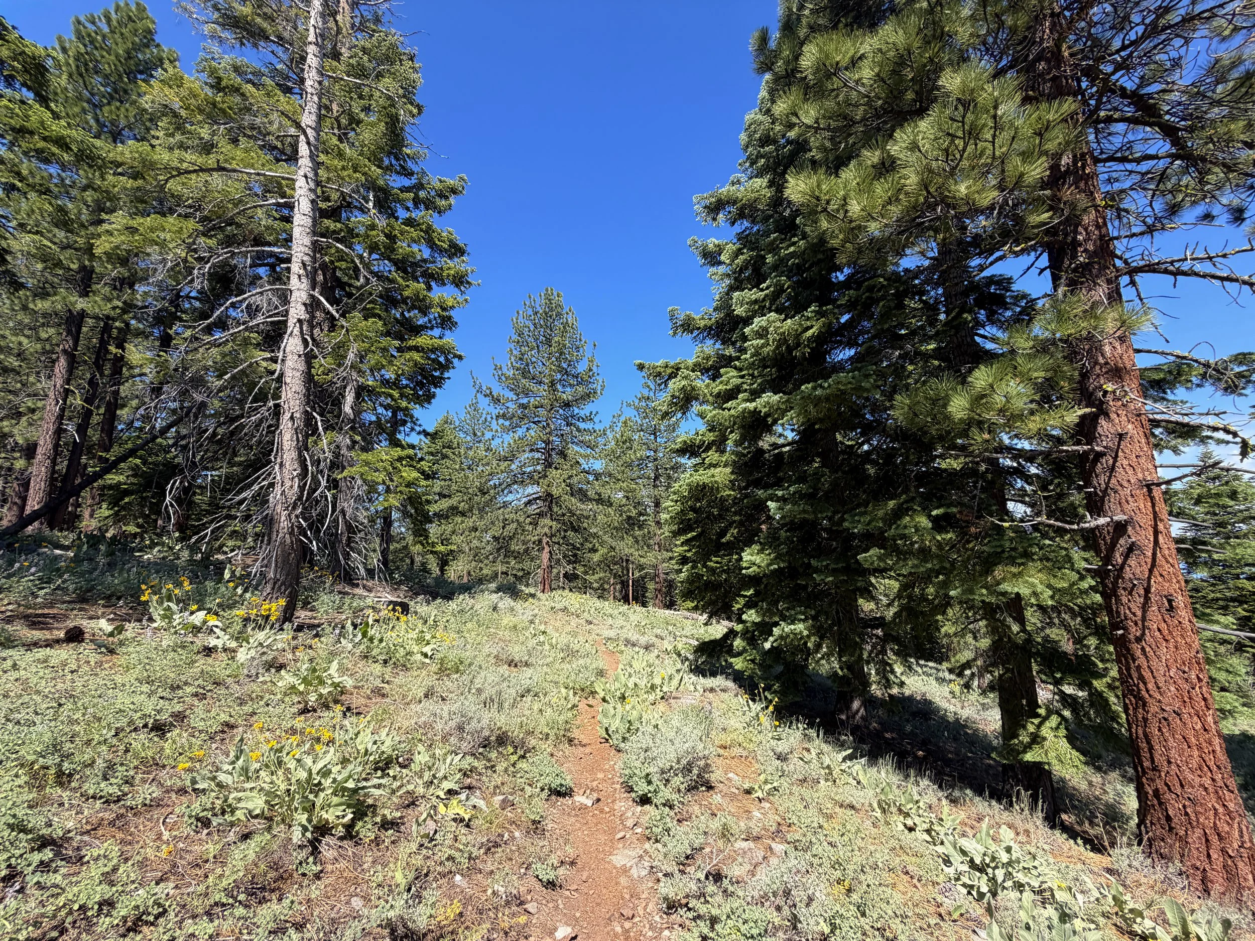 Captain Pomin Rock Trail Lake Tahoe Nevada