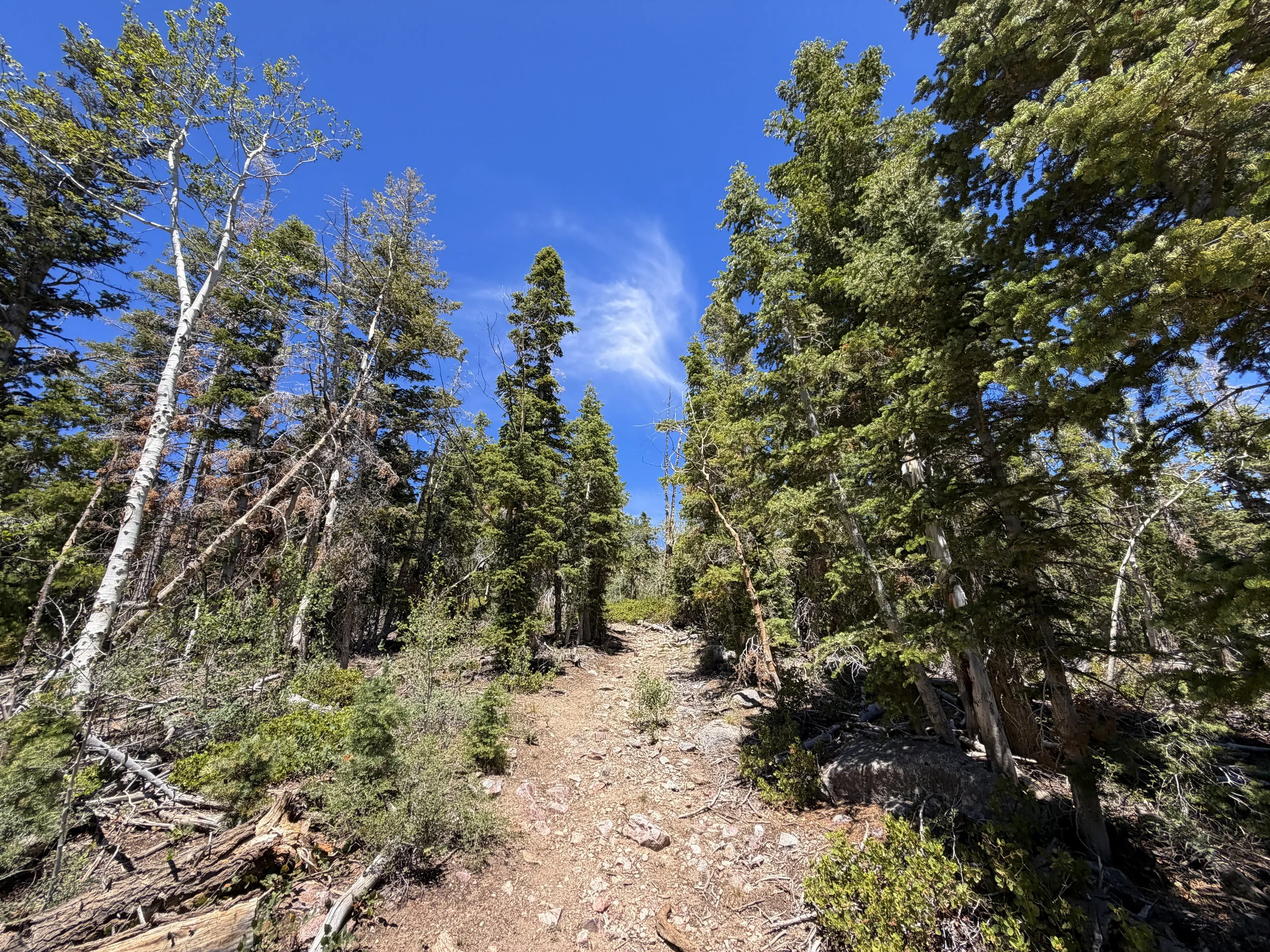 Dead Lake Trail Great Basin National Park Nevada