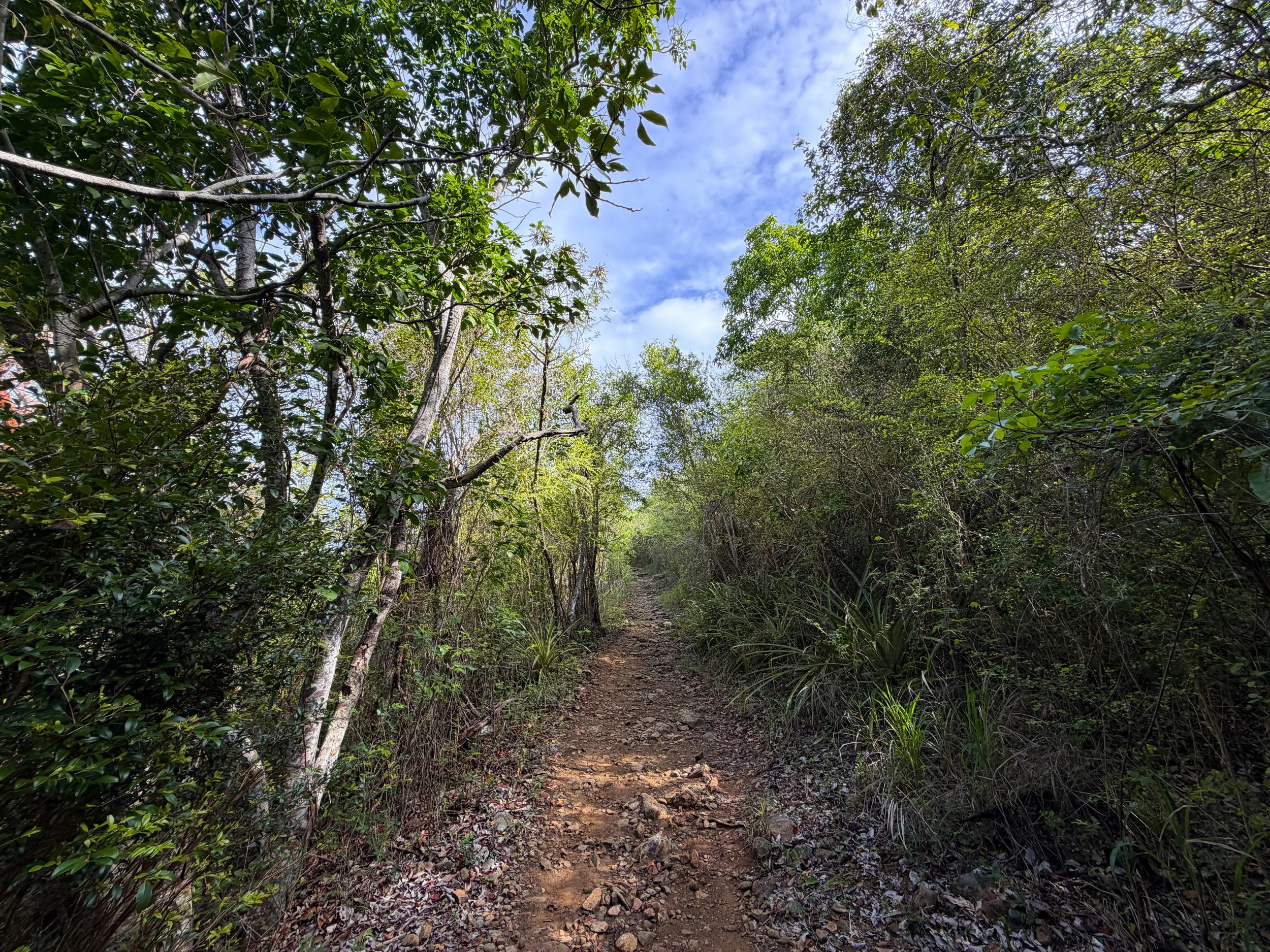 Lind Point Loop Trail Virgin Islands National Park