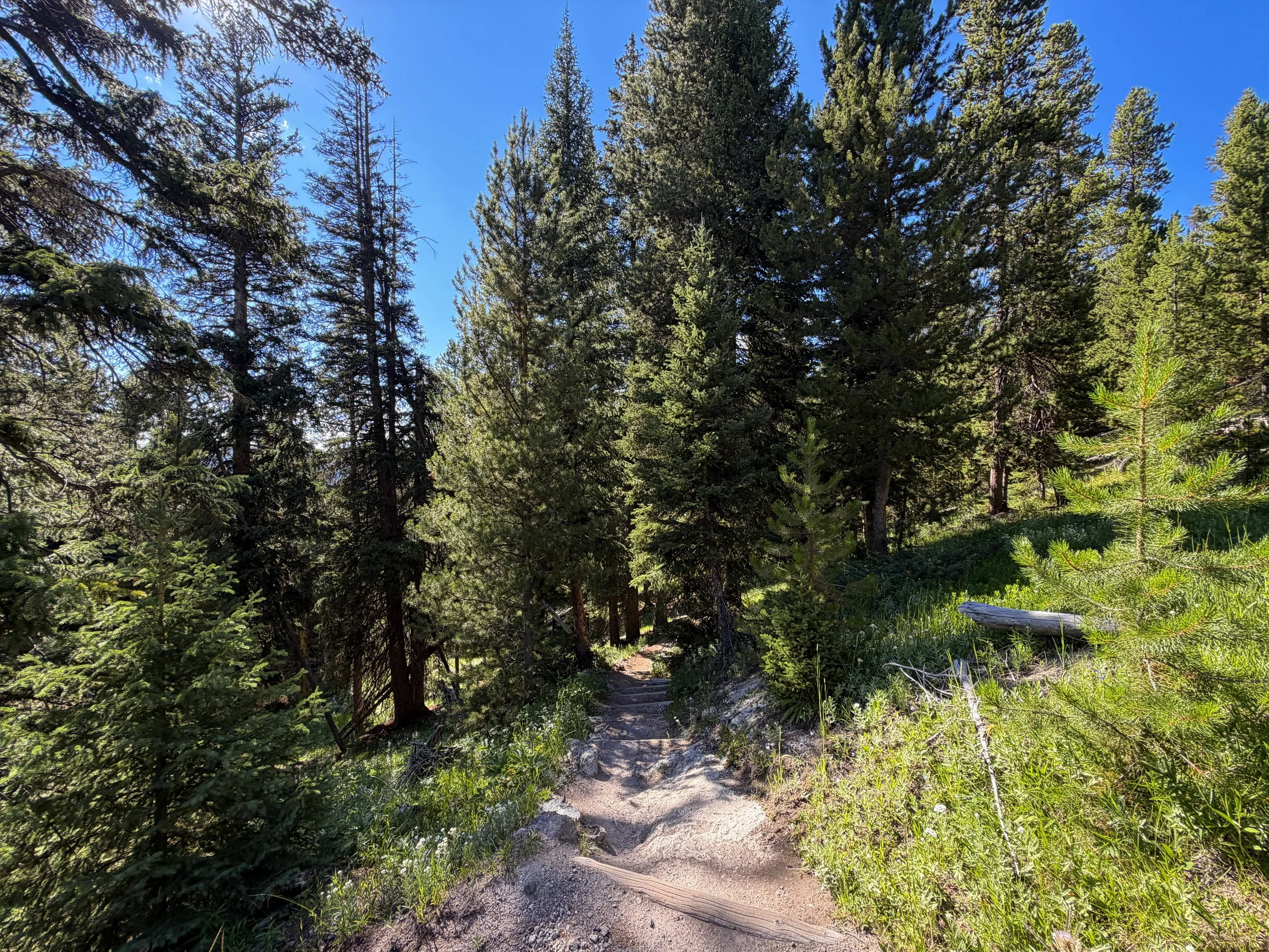 Observation Point Trail Yellowstone National Park Wyoming
