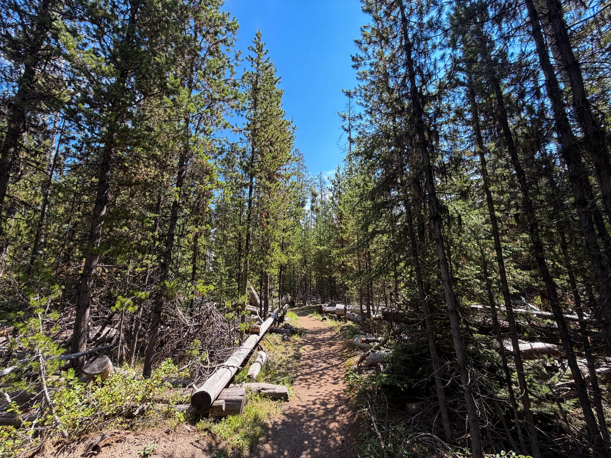 Storm Point Loop Trail Yellowstone National Park Wyoming