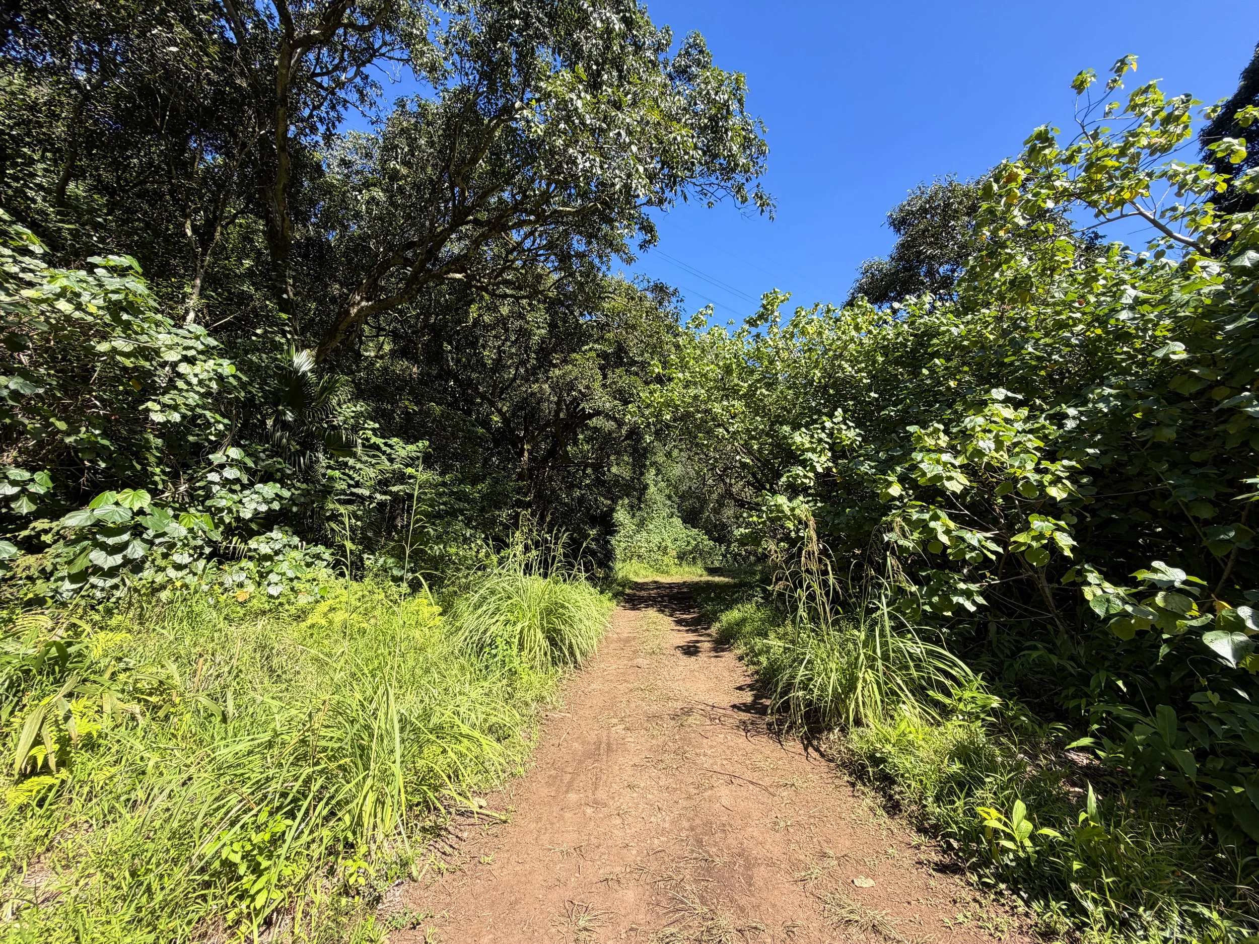 Tripler Ridge Trail via Kamananui Valley Road Oahu Hawaii