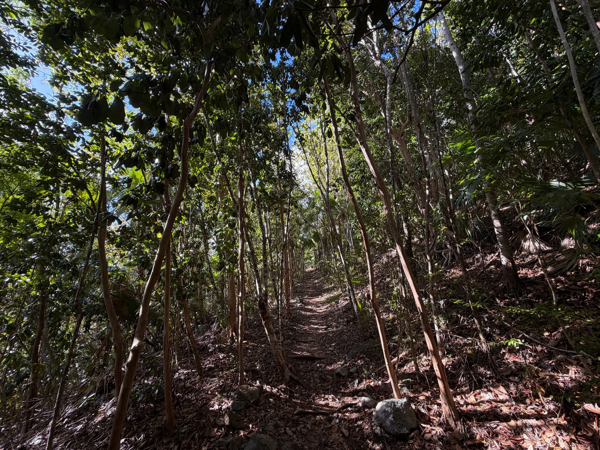 America Hill Trail via Cinnamon Bay Virgin Islands National Park
