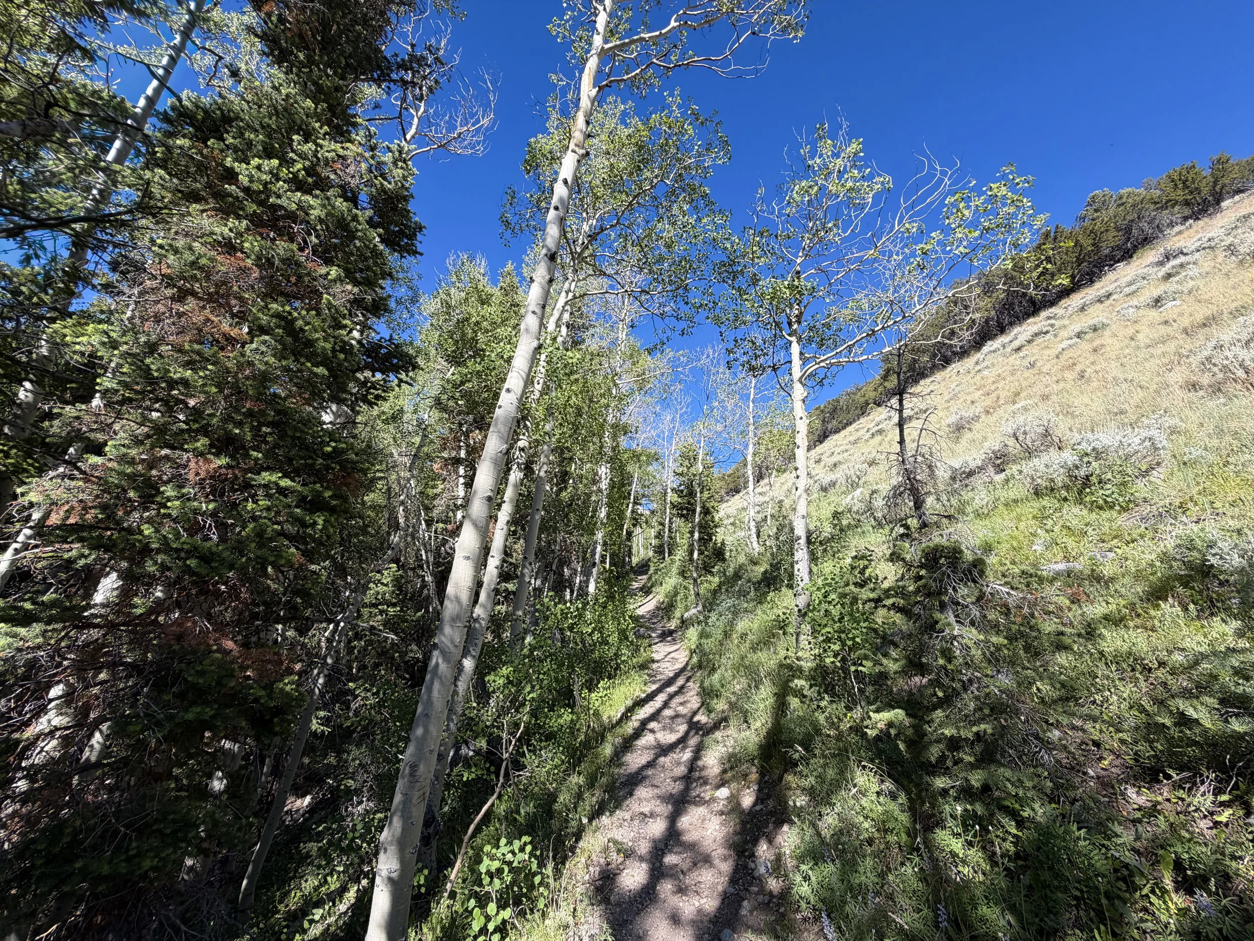 Baker Lake Trail Great Basin National Park Nevada