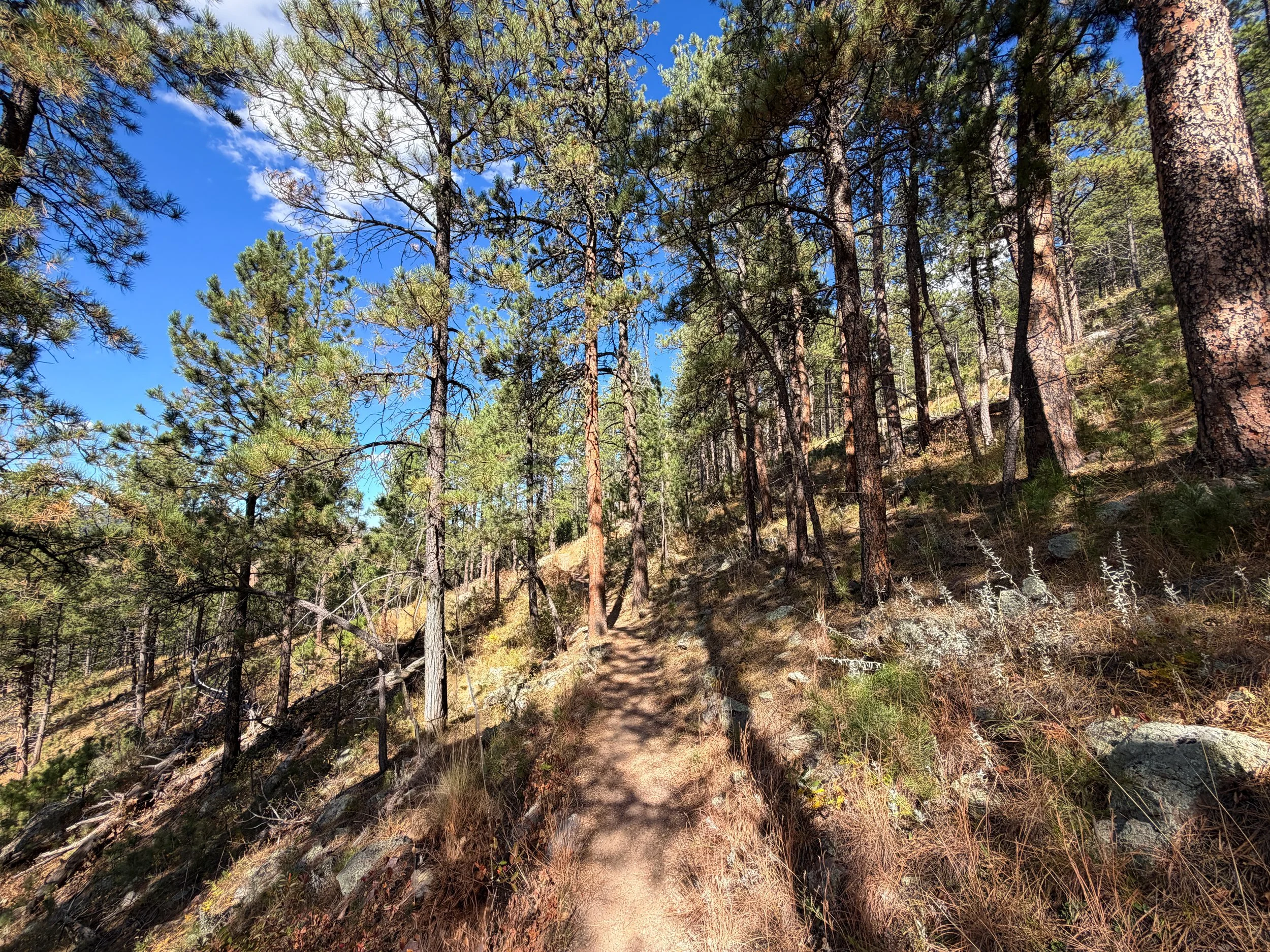 Rankin Ridge Trail Wind Cave National Park South Dakota