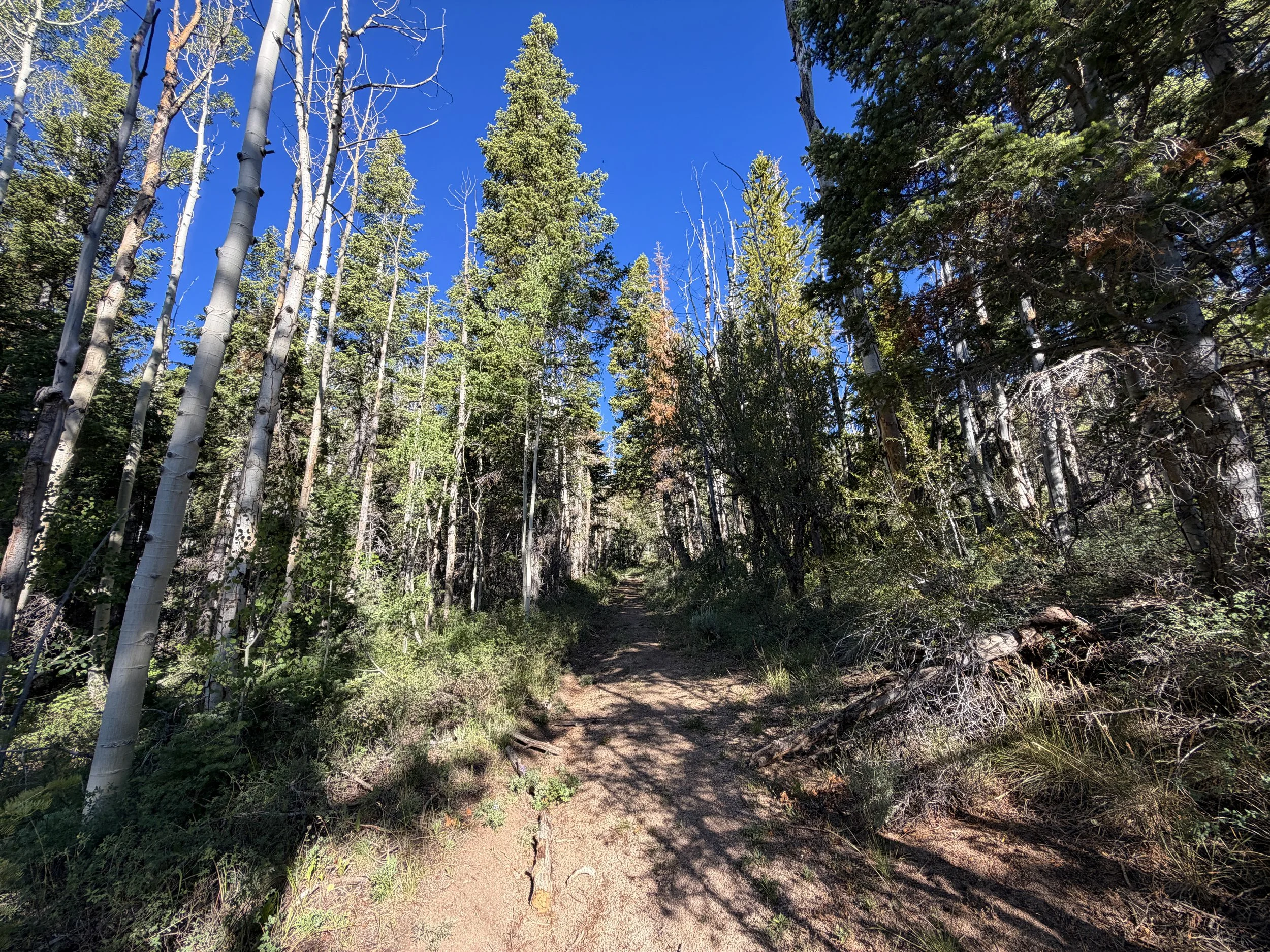 Johnson Lake Trail Great Basin National Park Nevada