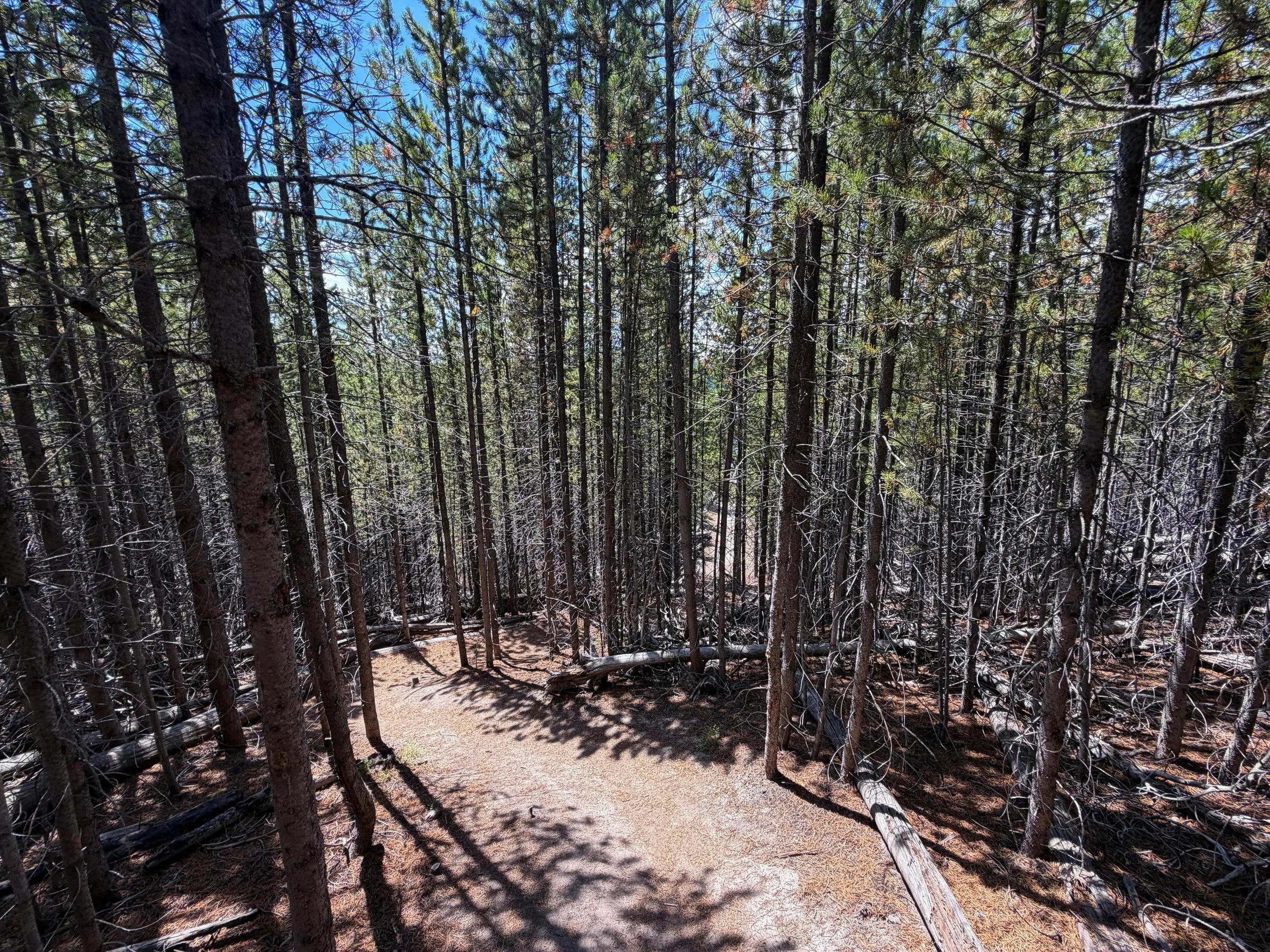 Duck Lake Trail Yellowstone National Park Wyoming