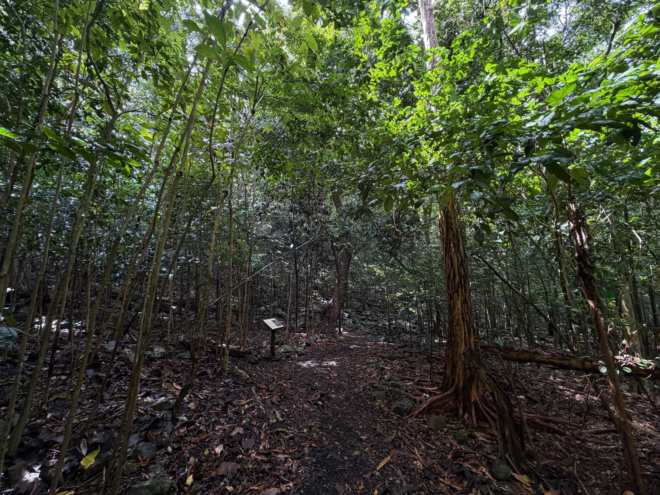 Cinnamon Bay Loop Trail Virgin Islands National Park