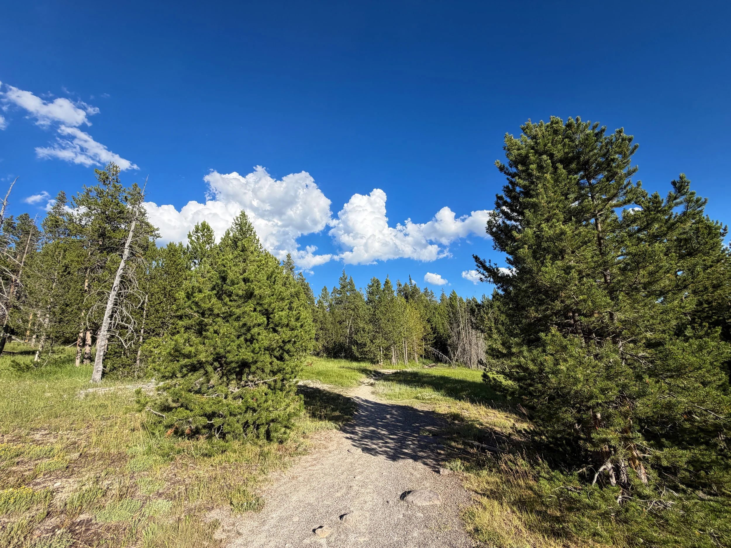 Artemisia Trail Yellowstone National Park Wyoming