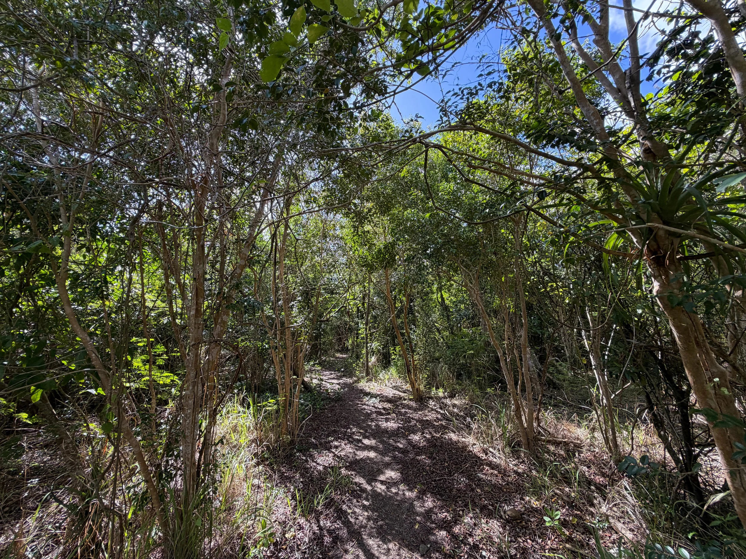 Great Sieben Trail Virgin Islands National Park