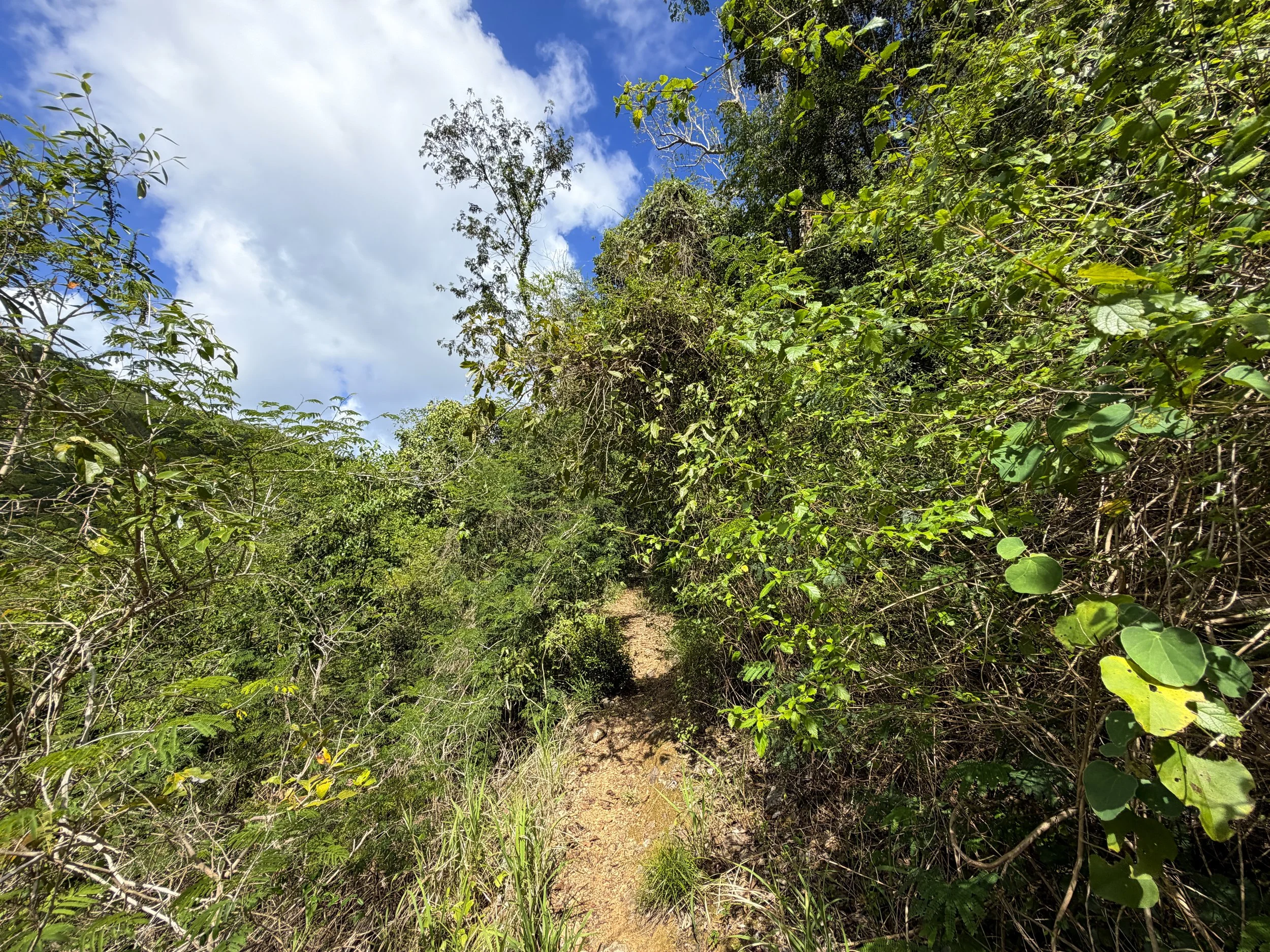 Great Sieben Trail Virgin Islands National Park