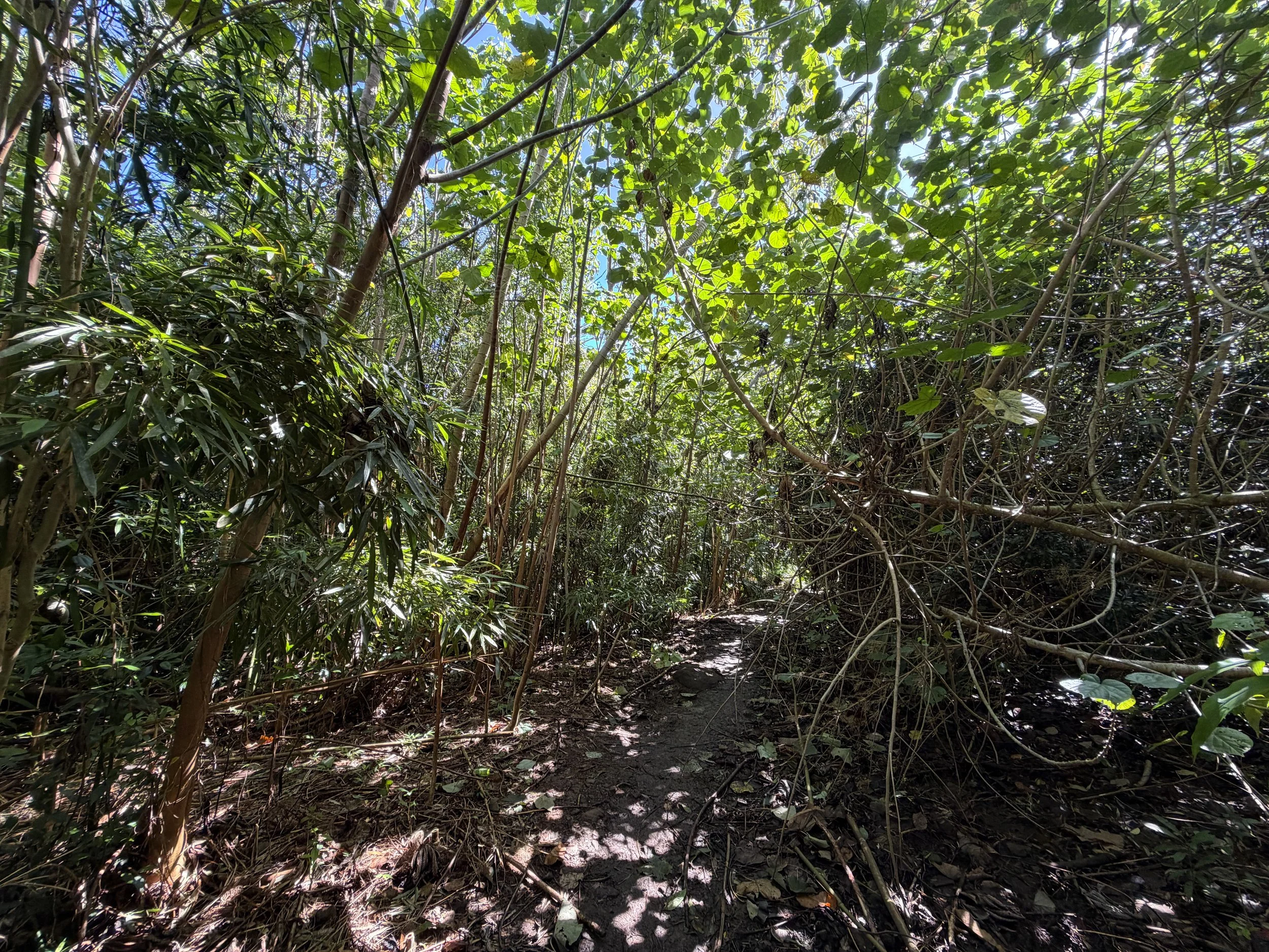 Lulumahu Falls Trail Oahu Hawaii