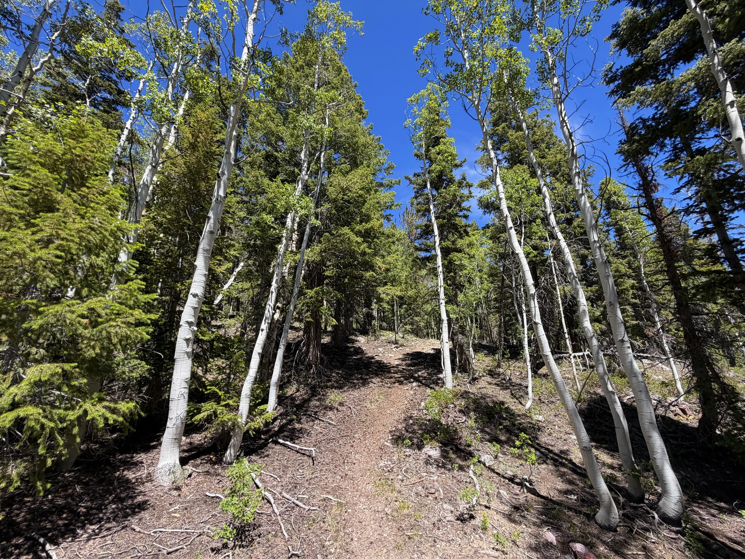 Dead Lake Hike Great Basin National Park Nevada