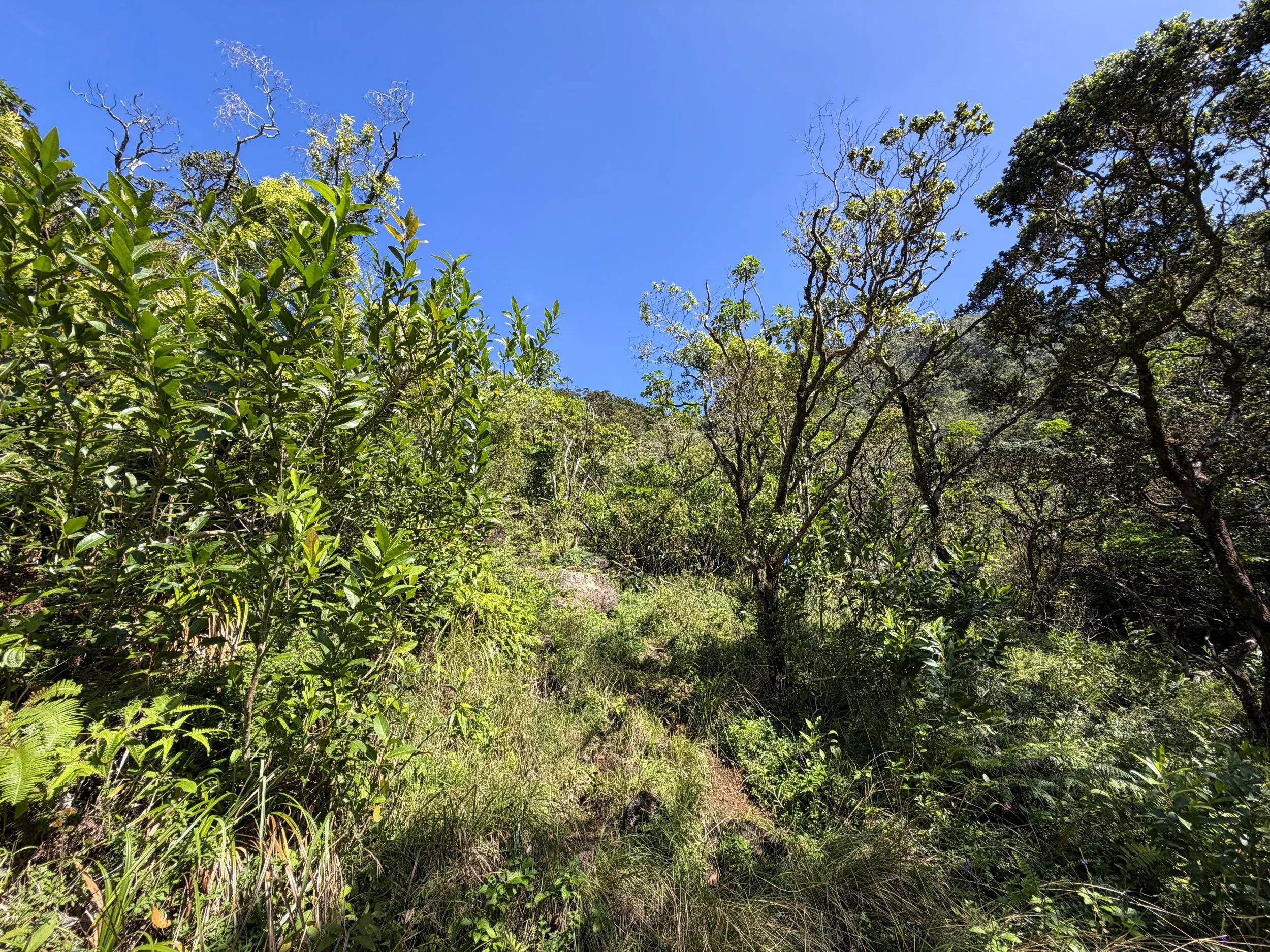 Kulanaahane Trail Oahu Hawaii