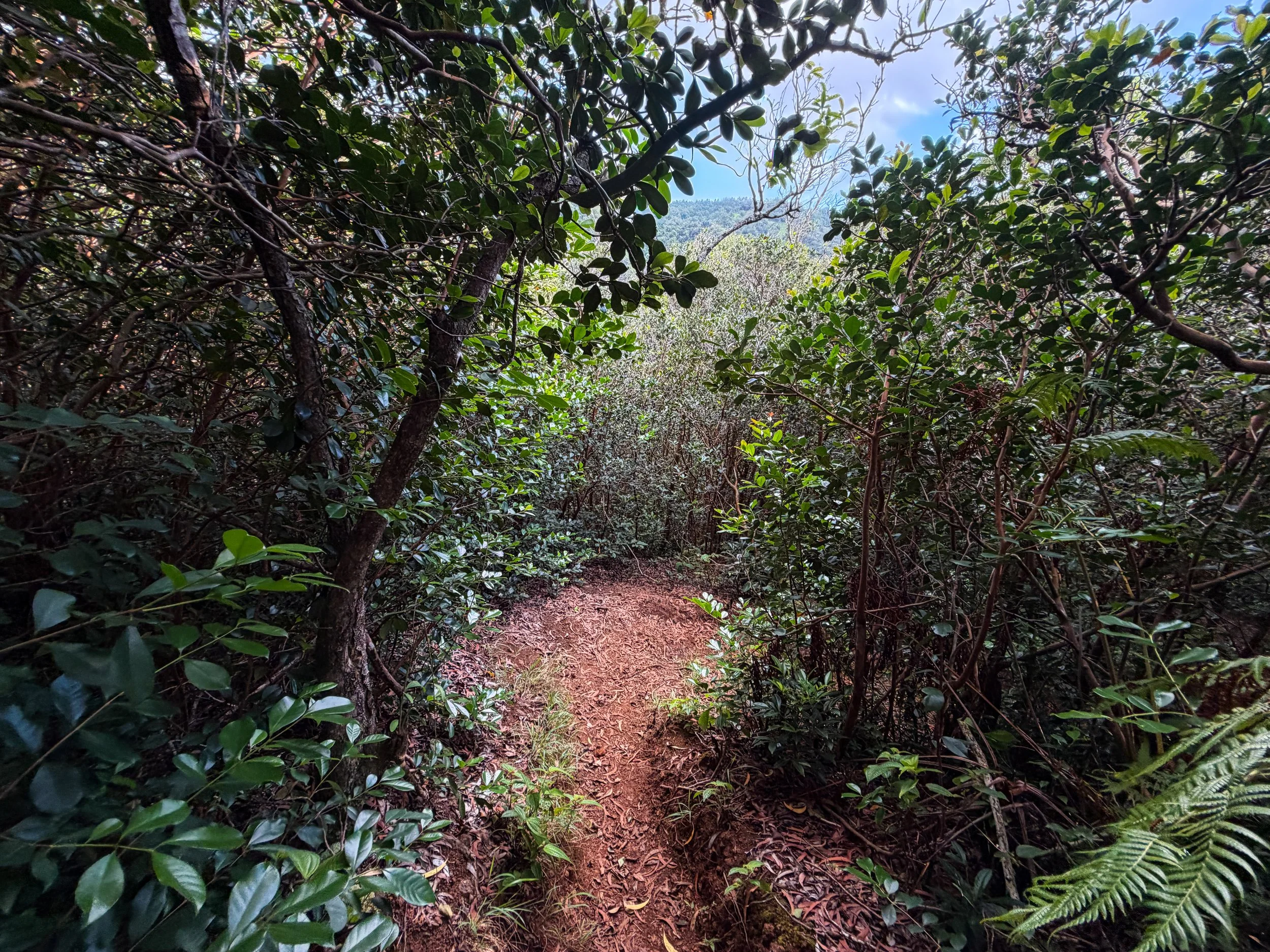 Kaau Crater Trail Oahu Hawaii