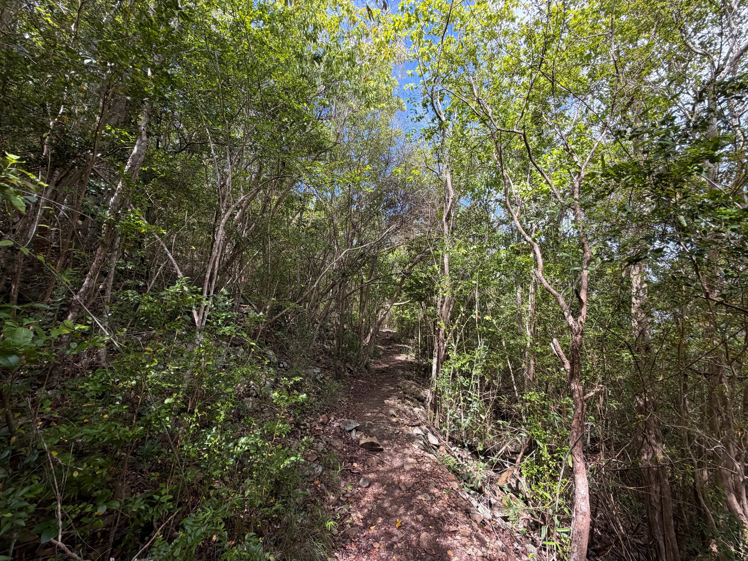 Upper Lind Point Trail Virgin Islands National Park