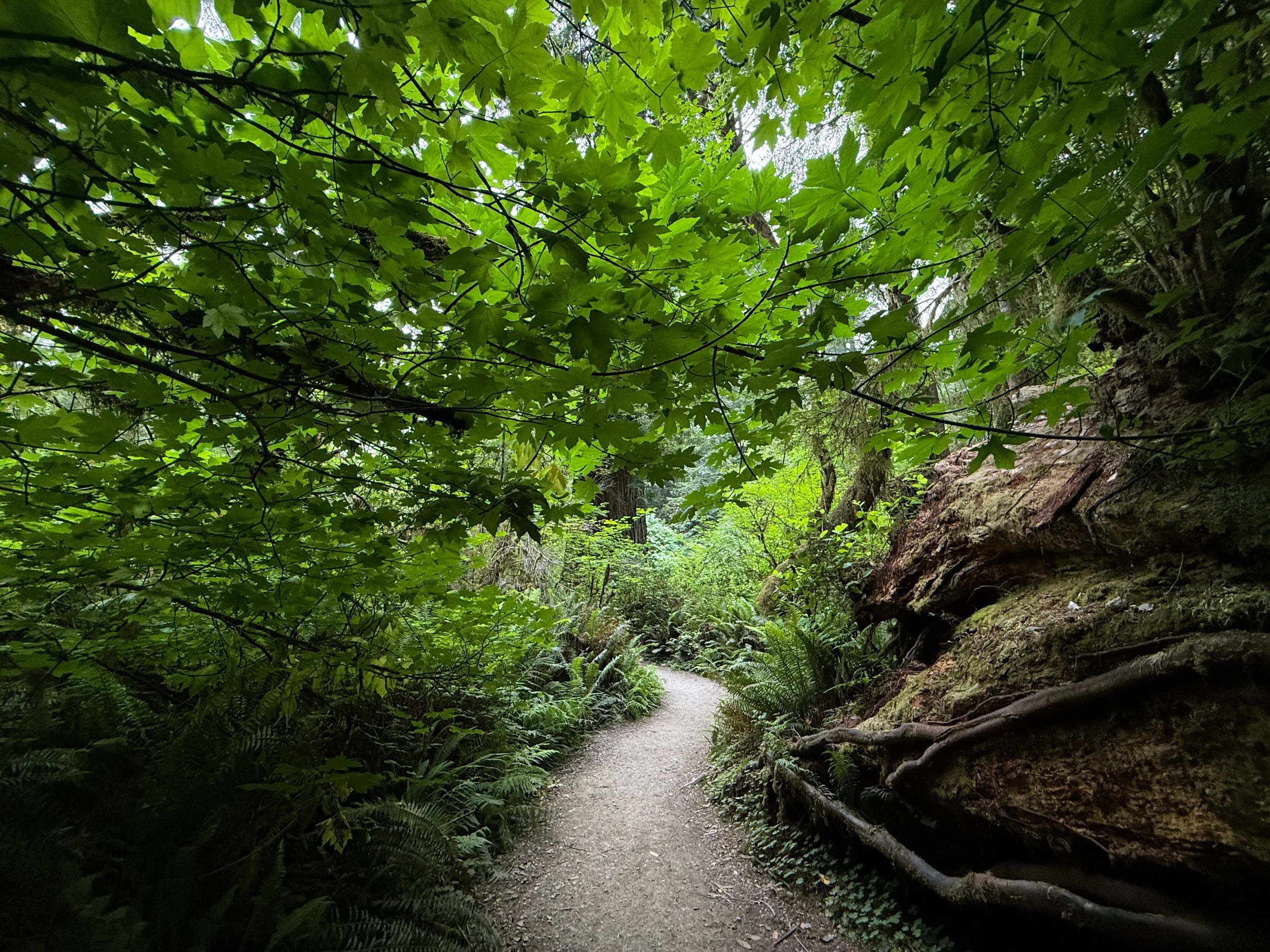 Grove of the Titans Hike Jedediah Smith Redwoods State Park California