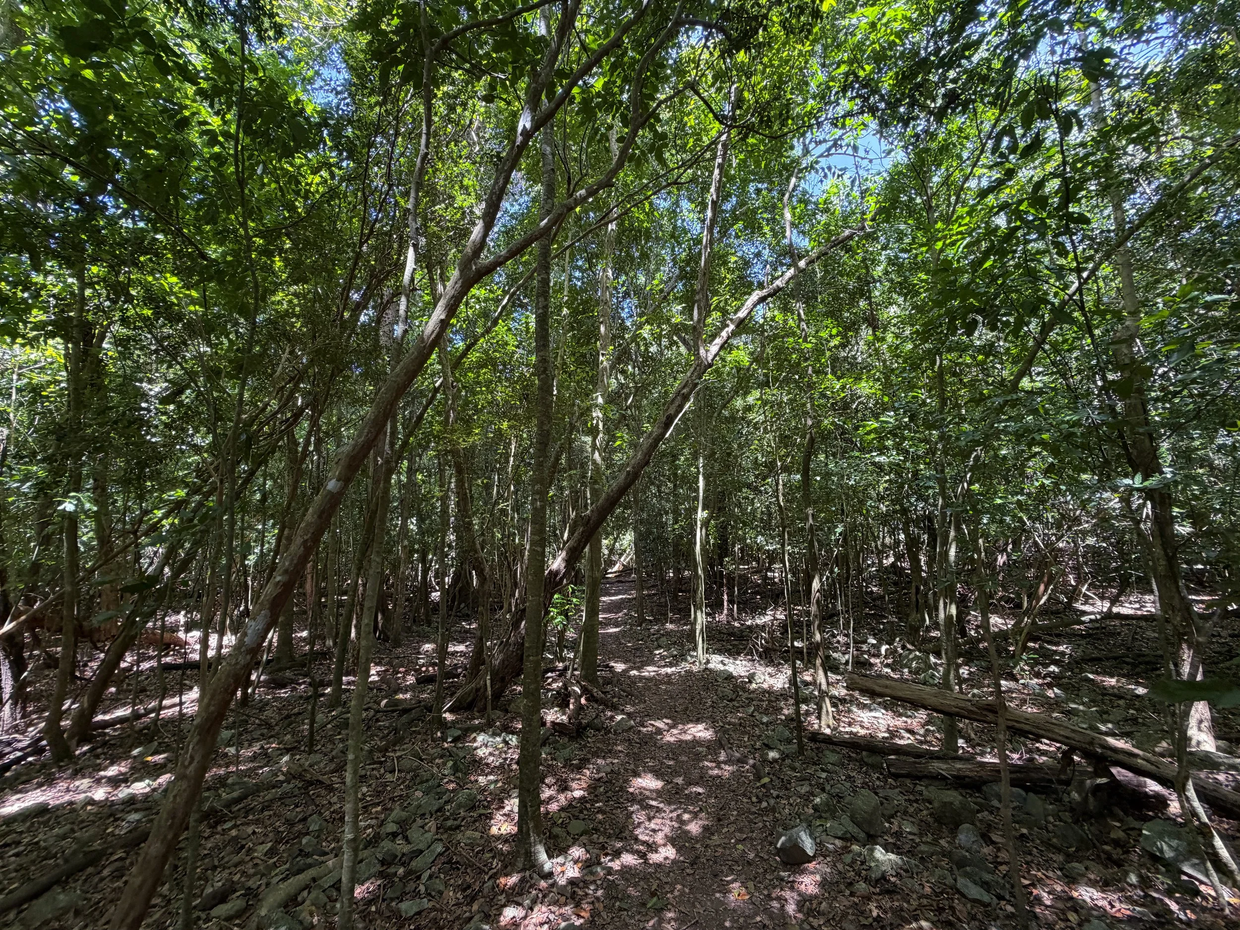 Petroglyph Trail Virgin Islands National Park