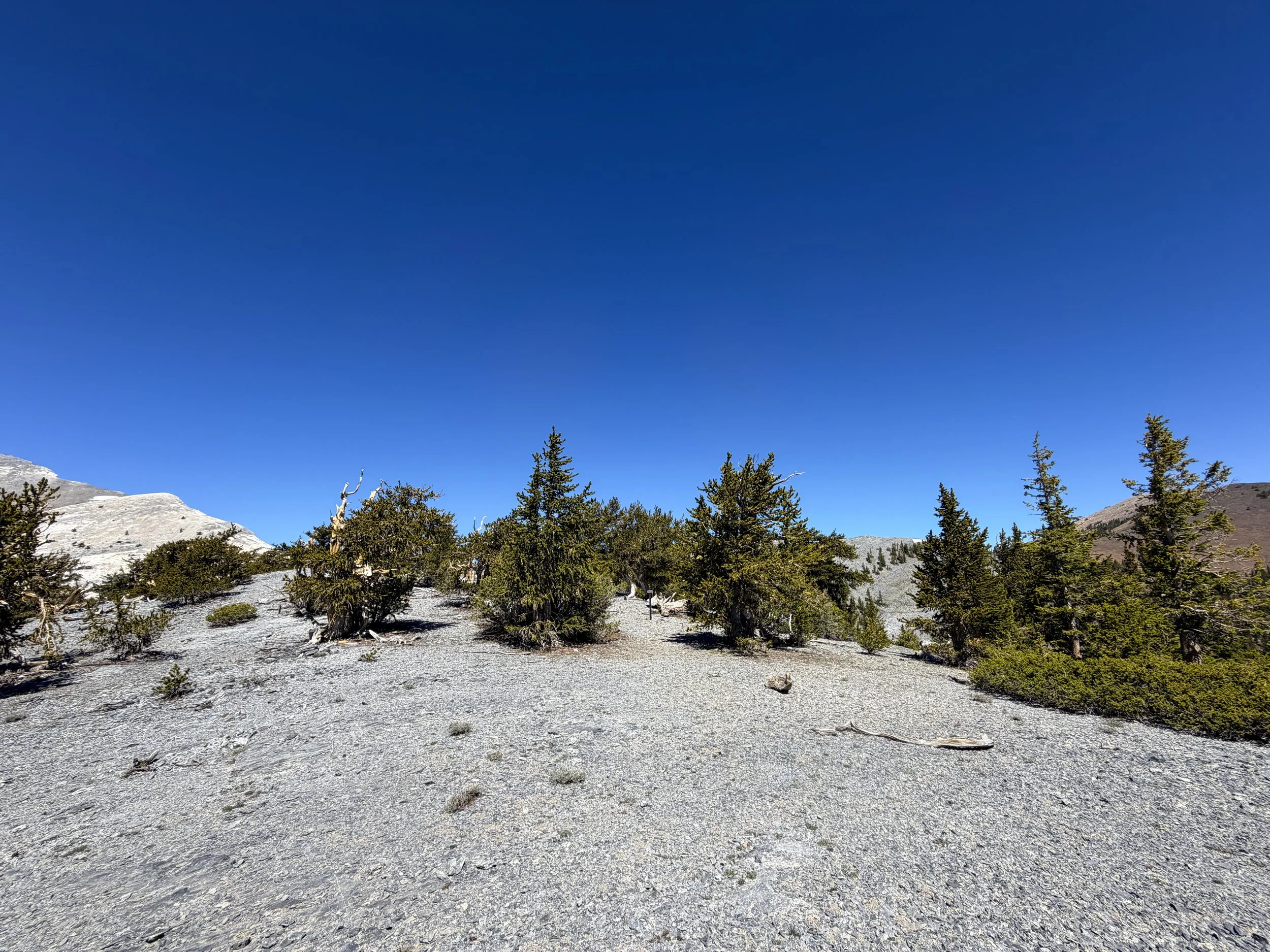 Magic Grove Snake Divide Trail Great Basin National Park Nevada