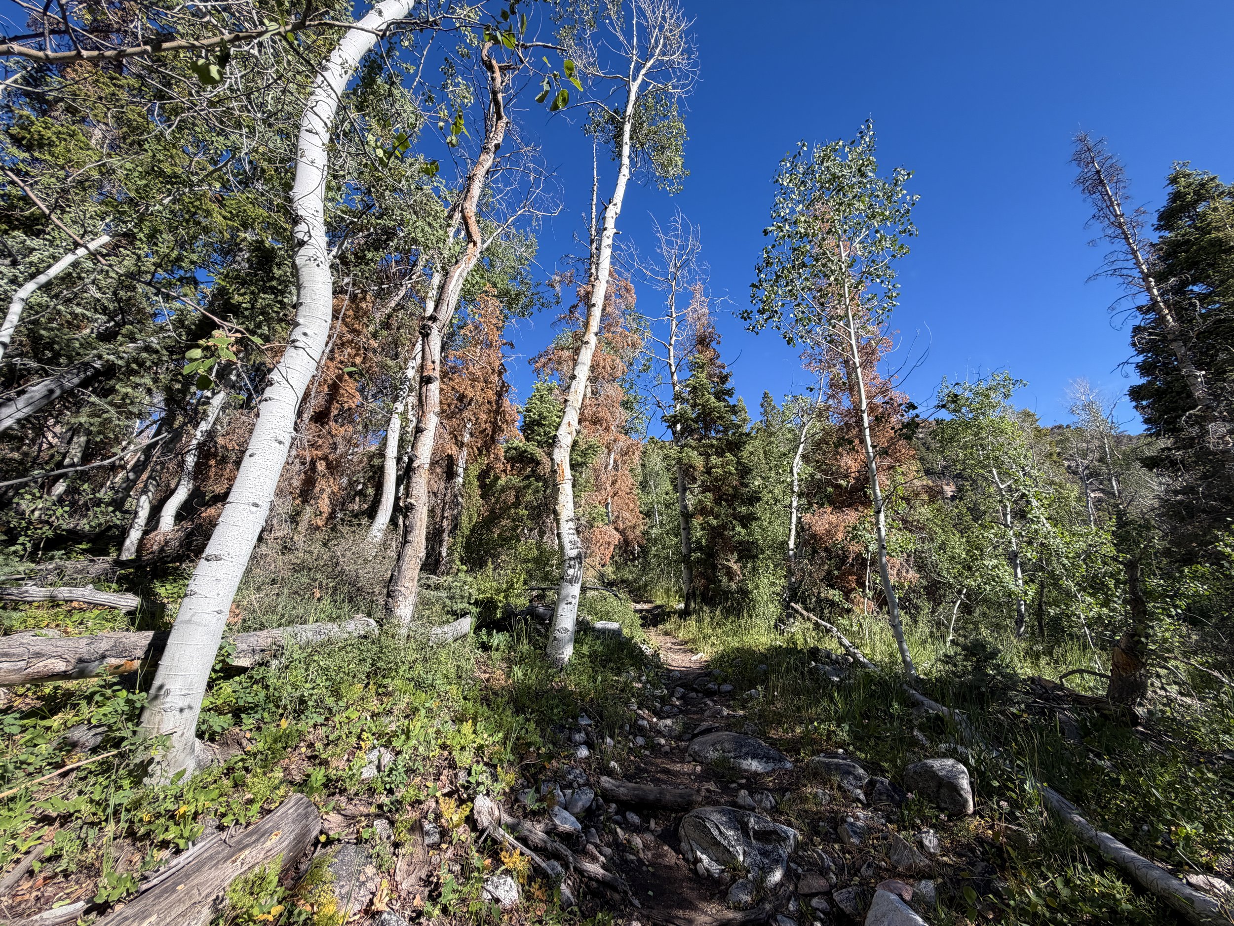 Baker Lake Trail Great Basin National Park Nevada