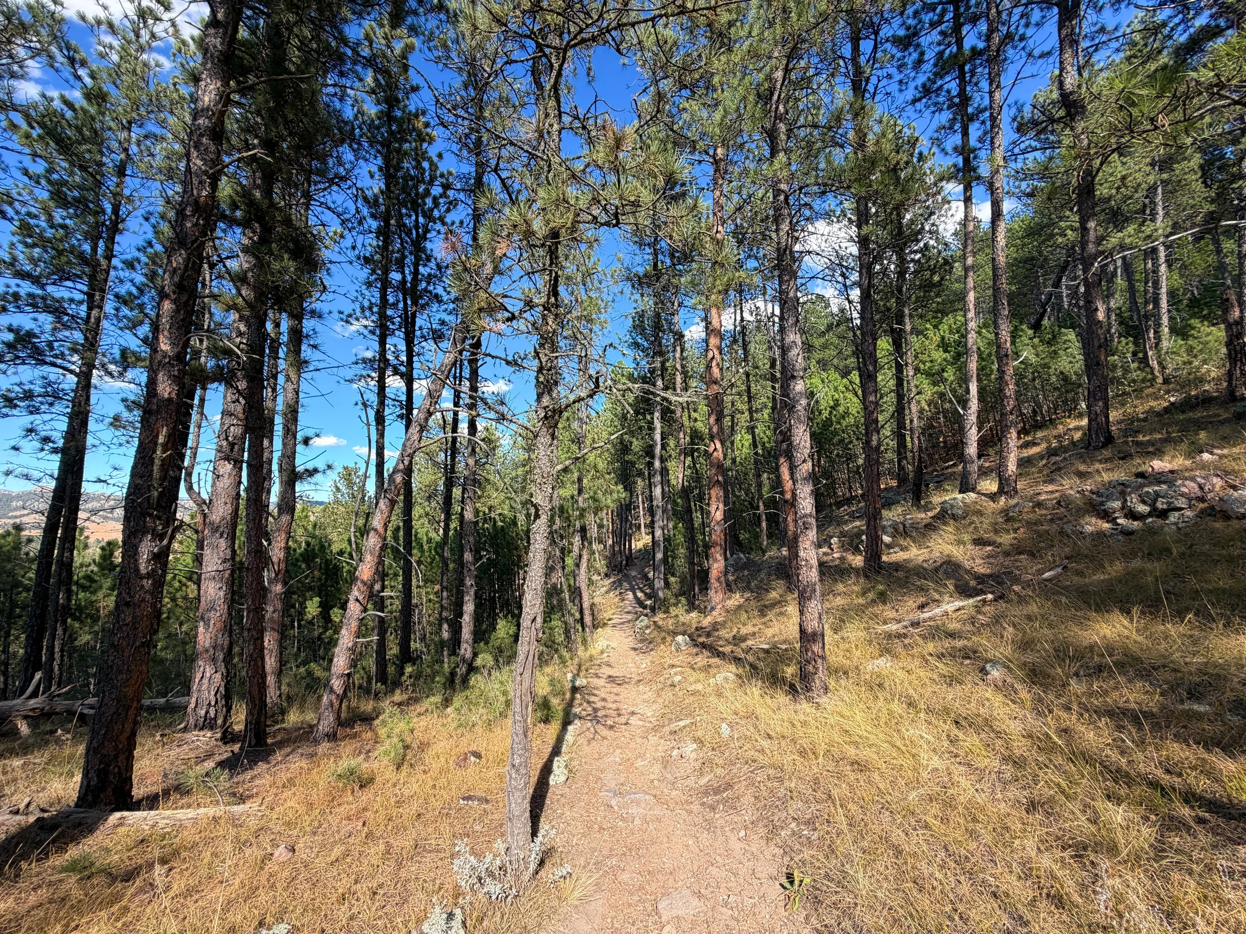 Rankin Ridge Trail Wind Cave National Park South Dakota