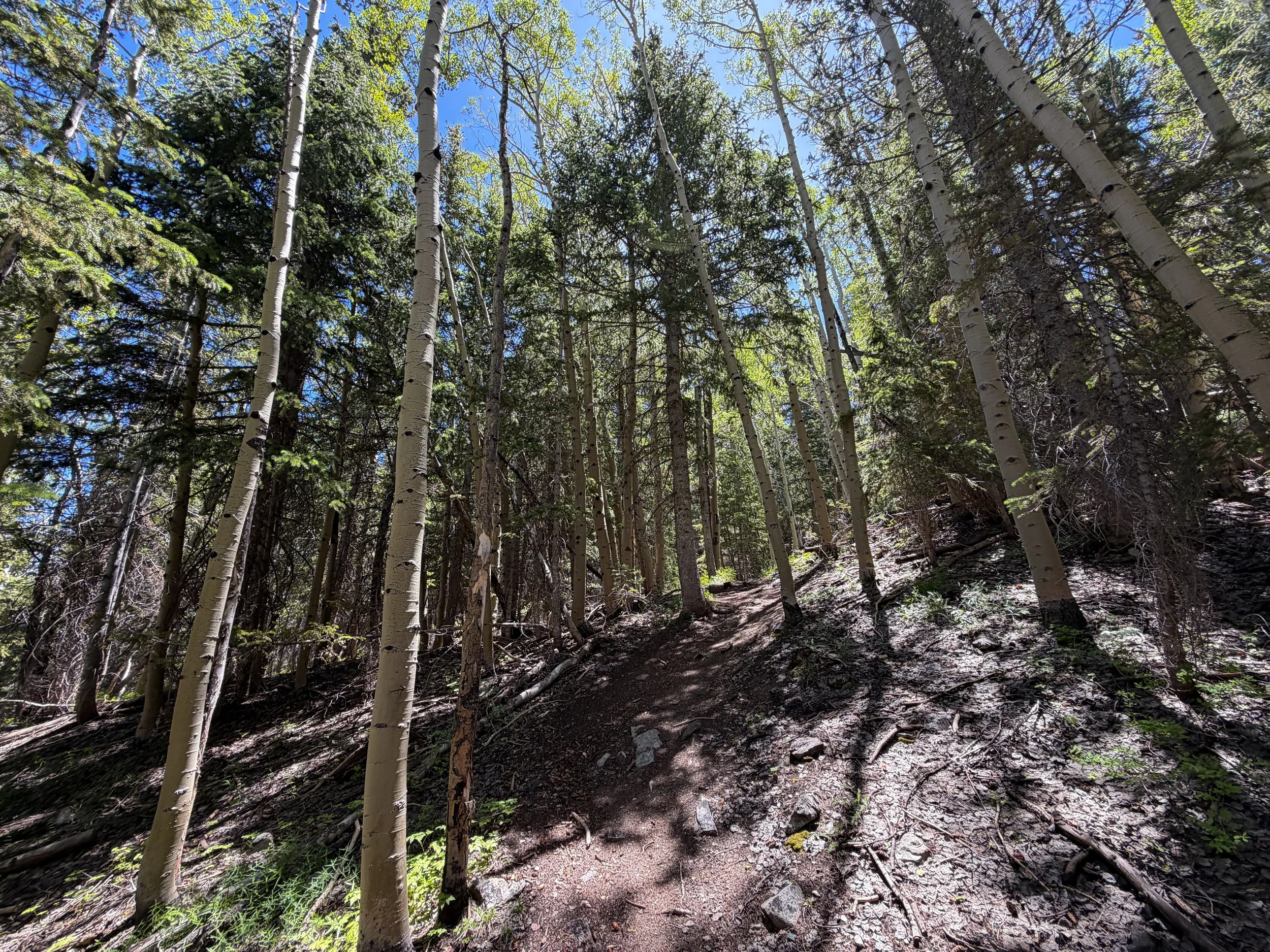Timber Creek Loop Trail Great Basin National Park Nevada
