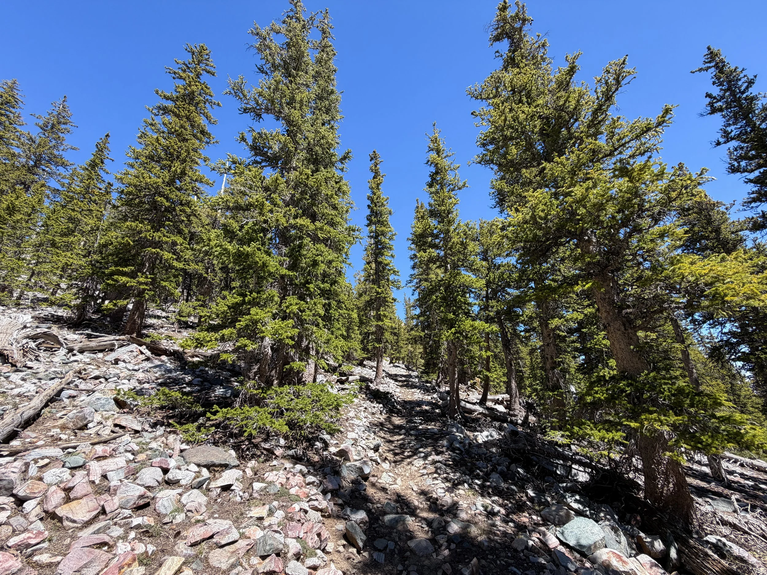 Baker Lake Trail Great Basin National Park Nevada