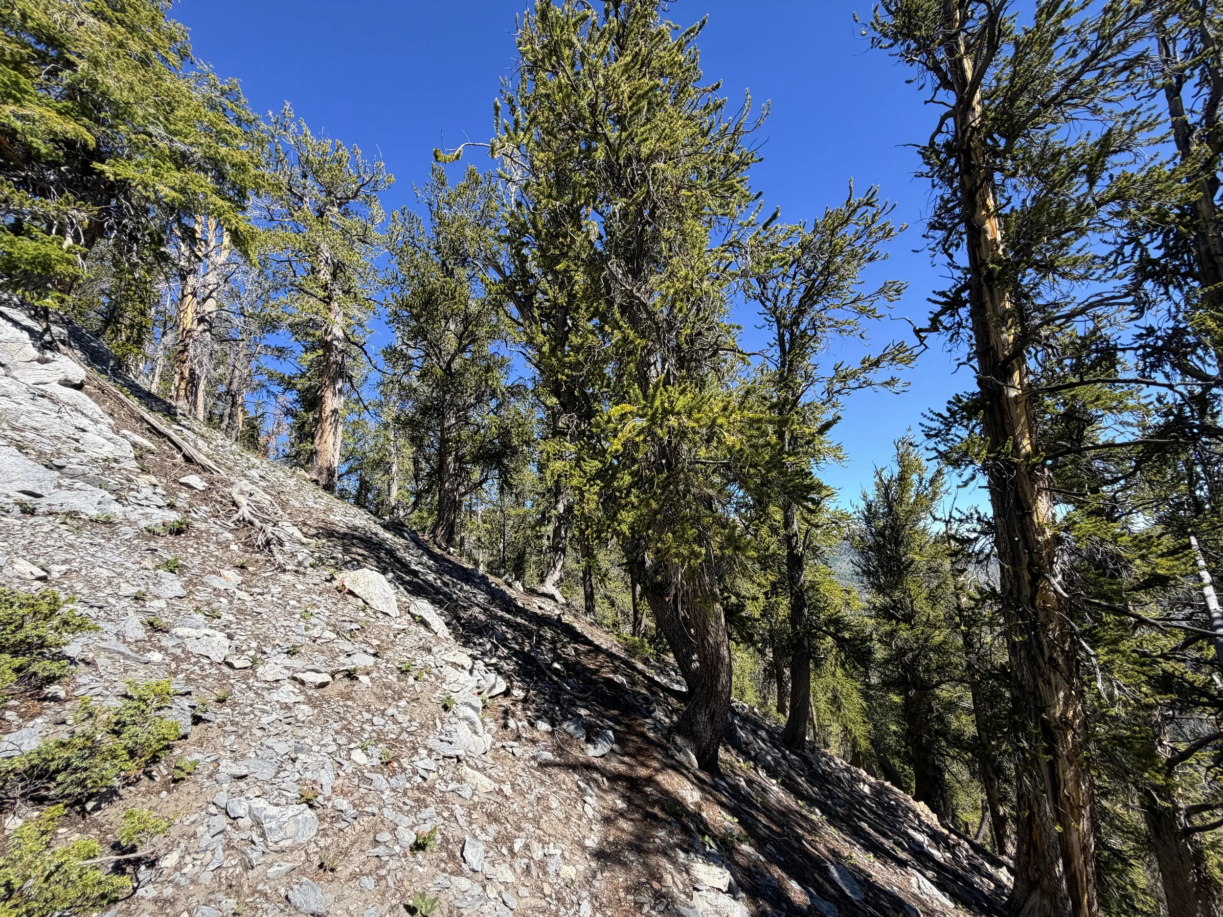 Snake Divide Hike Great Basin National Park Nevada