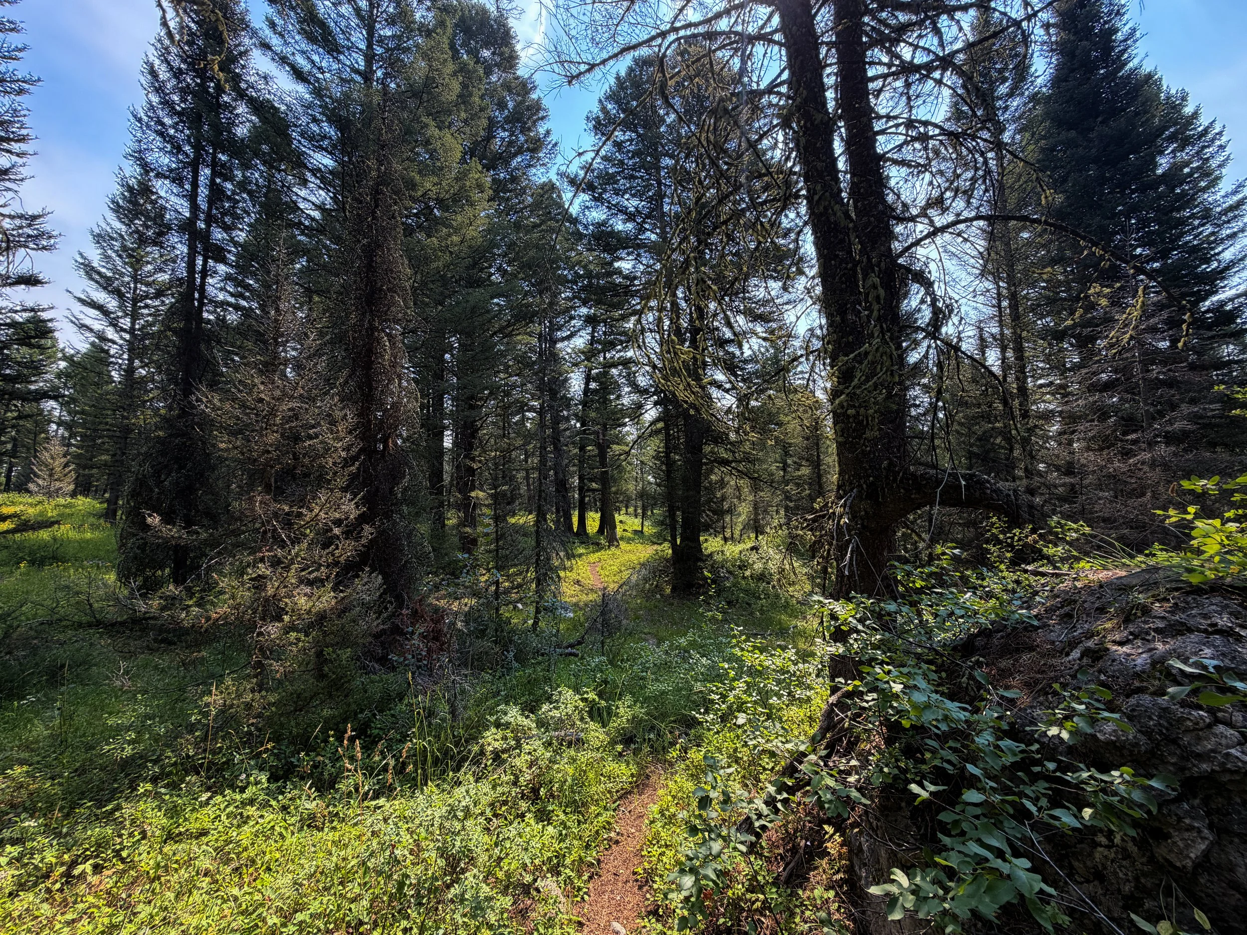 Boulder Ridge Loop Trail Grand Teton National Park Wyoming