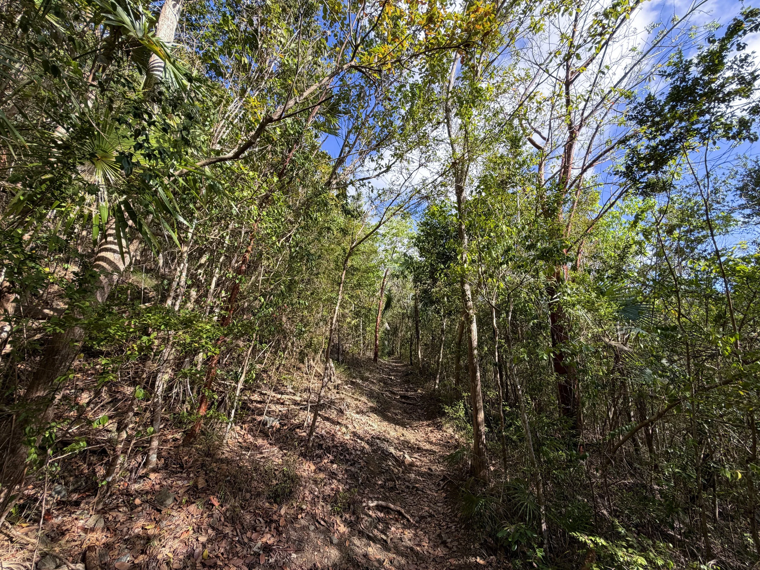 America Hill Trail via Cinnamon Bay Virgin Islands National Park