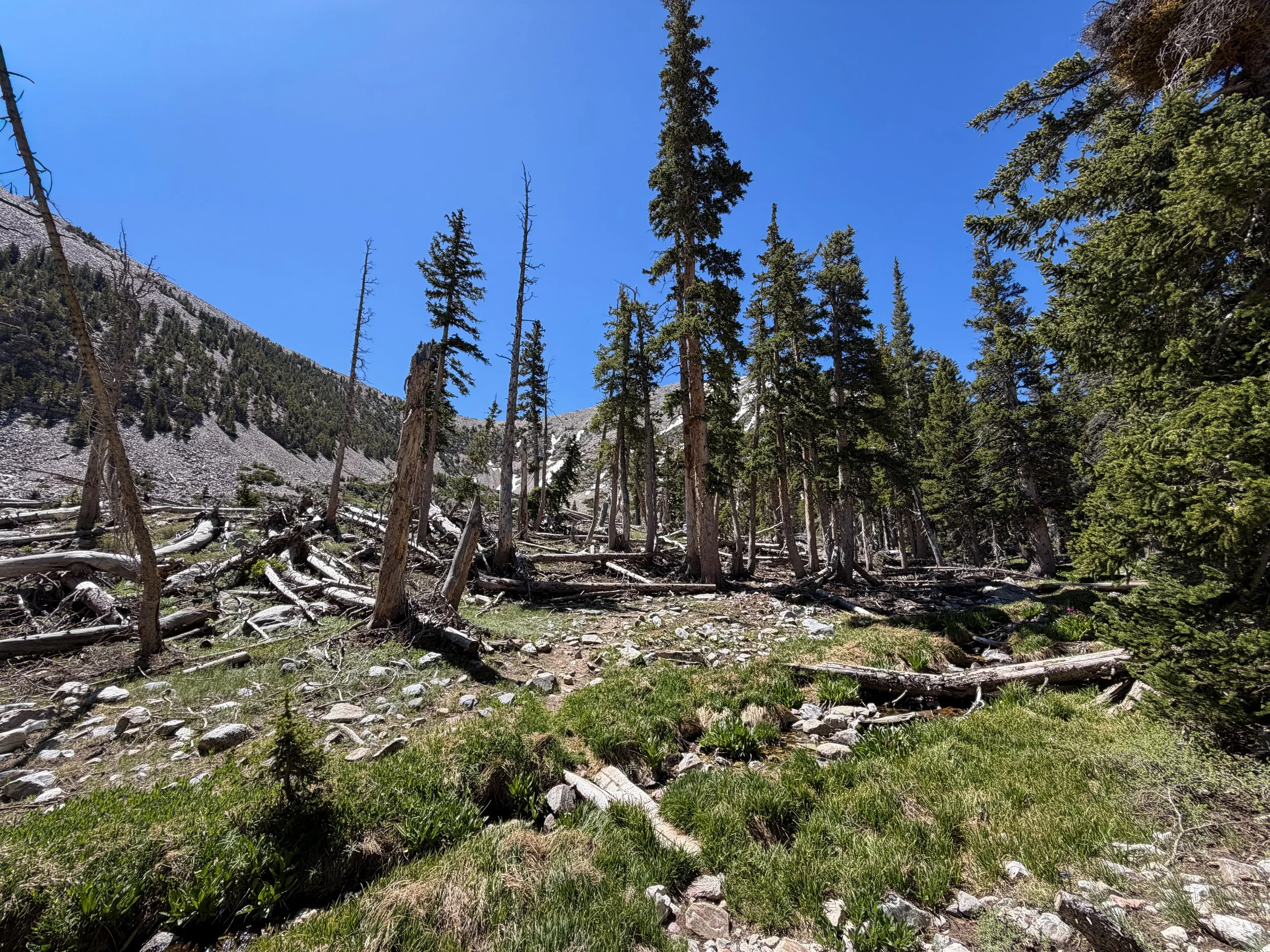Baker Lake Trail Great Basin National Park Nevada