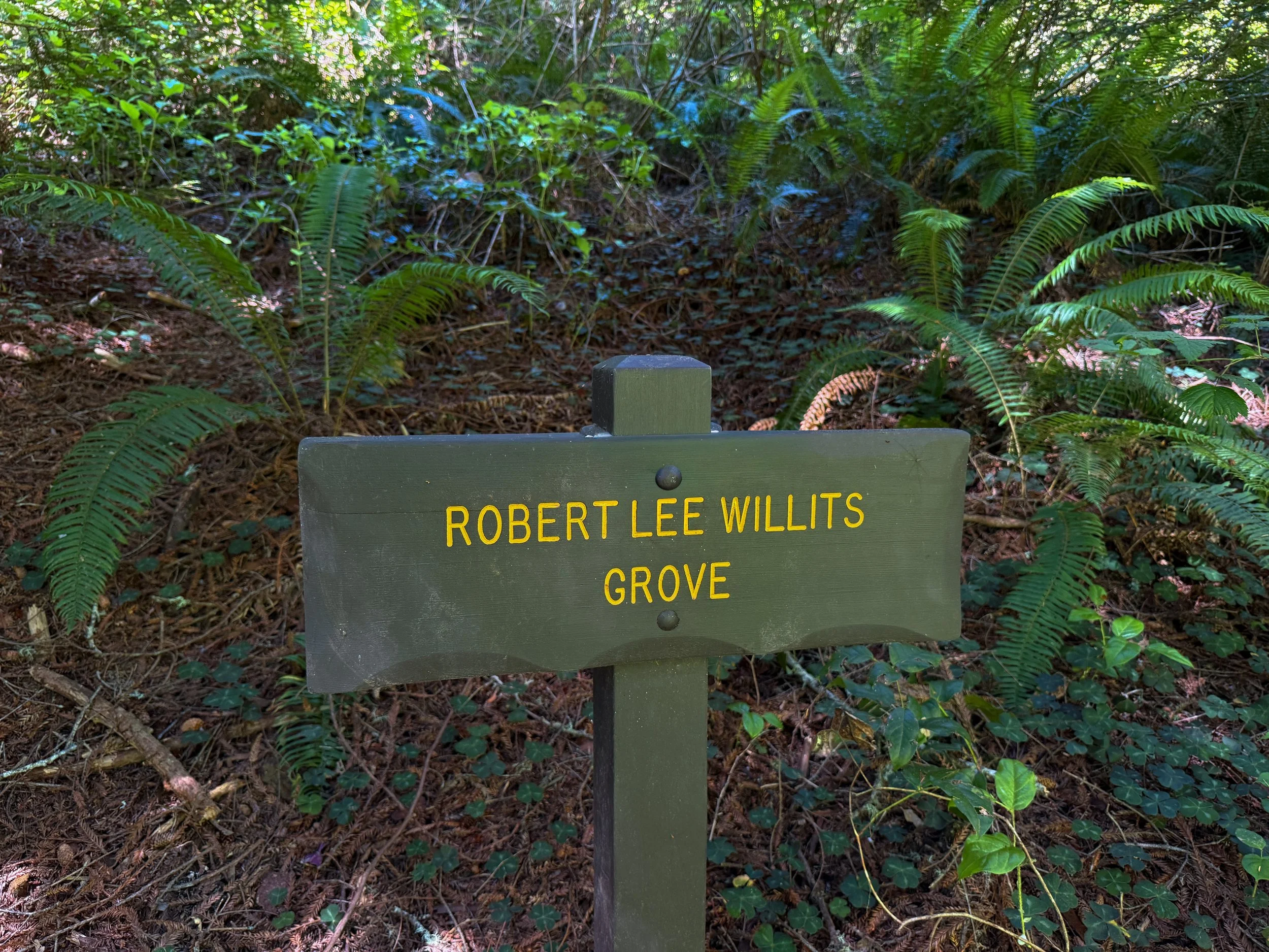 Robert Lee Willits Grove Ossagon Trail Prairie Creek Redwoods State Park California