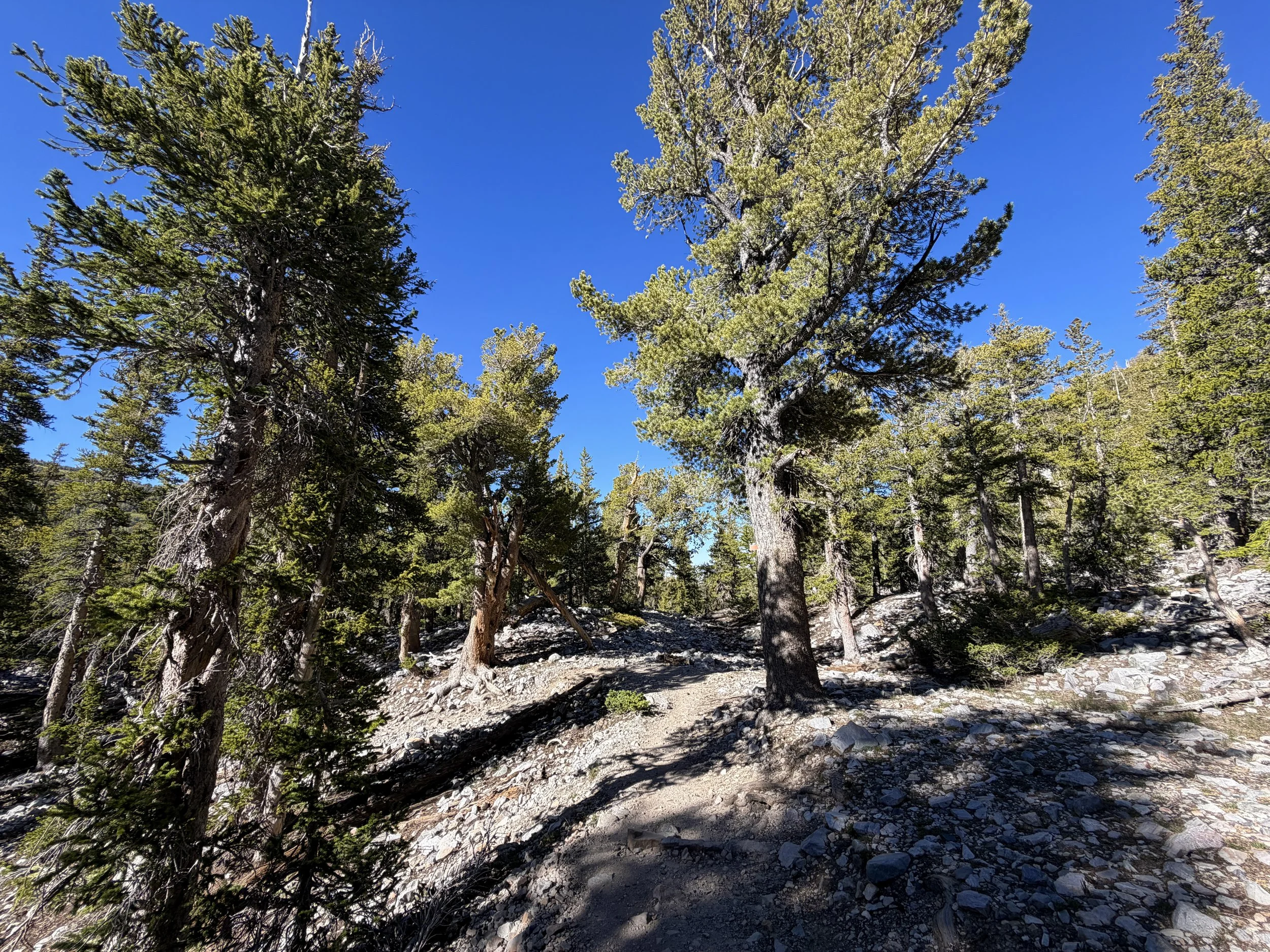 Alpine Lakes Loop Trail Great Basin National Park Nevada