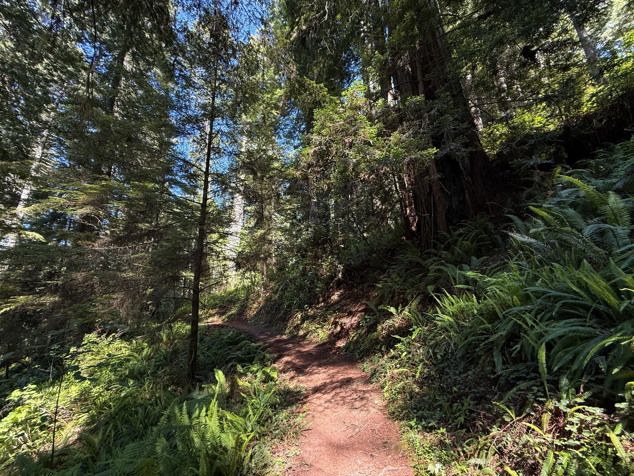 Ah Pah Interpretive Trail Prairie Creek Redwoods State Park California