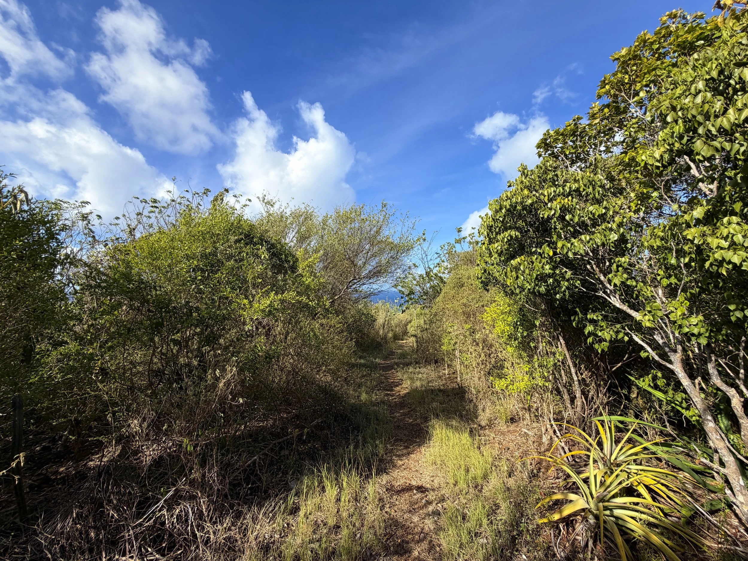 Tektite Hike Virgin Islands National Park