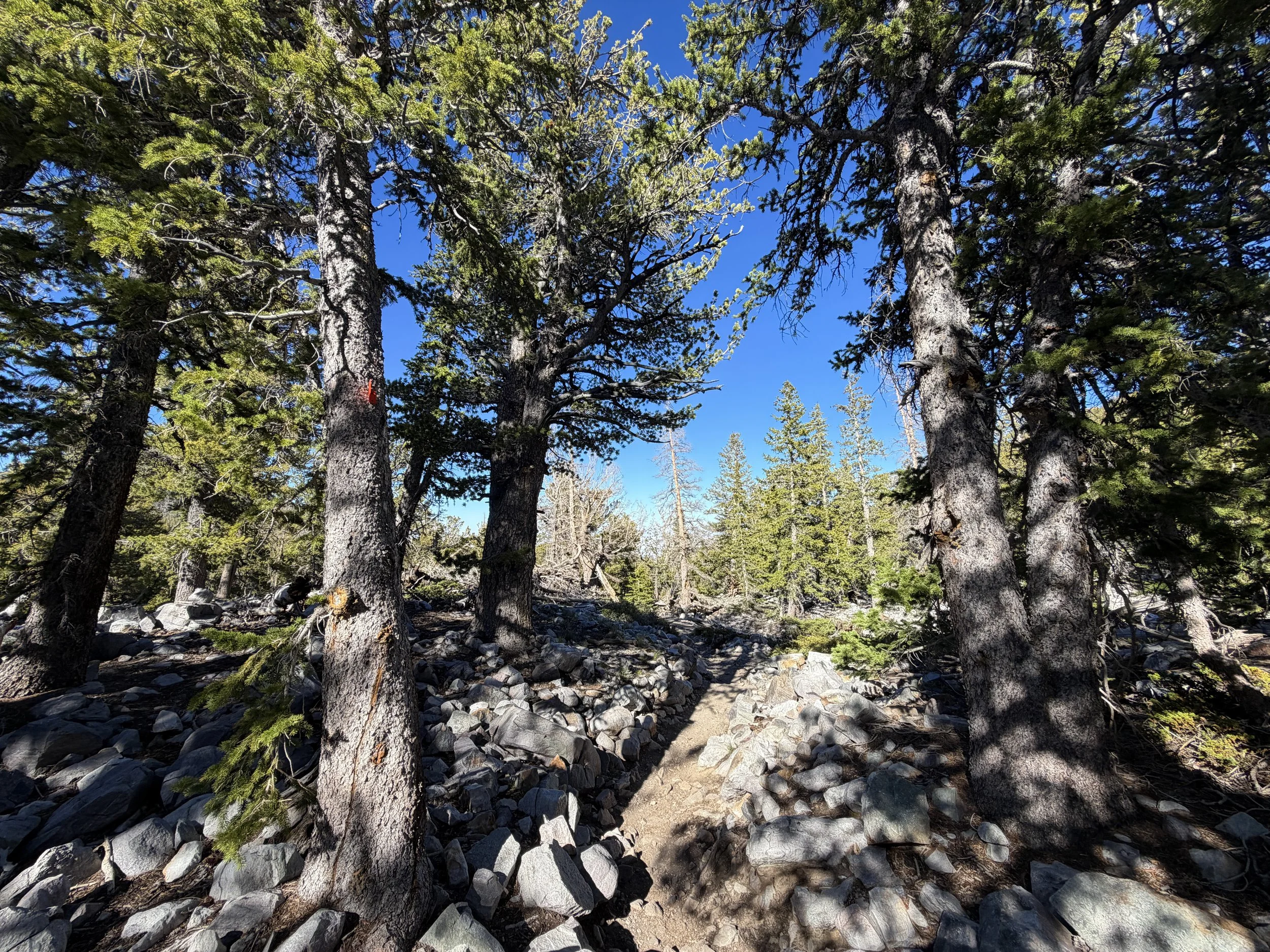 Alpine Lakes Loop Trail Great Basin National Park Nevada